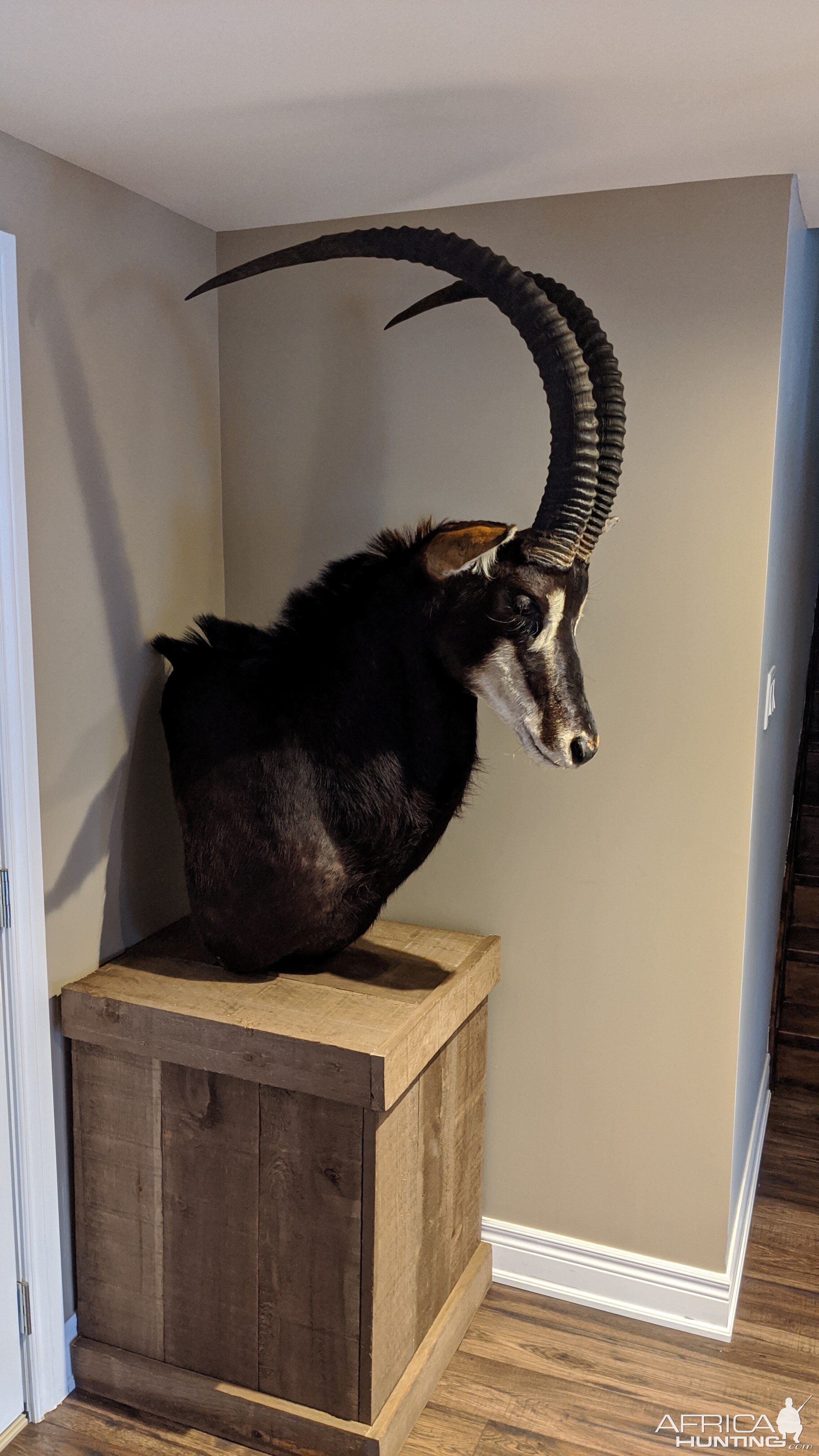 Sable Pedestal Mount Taxidermy