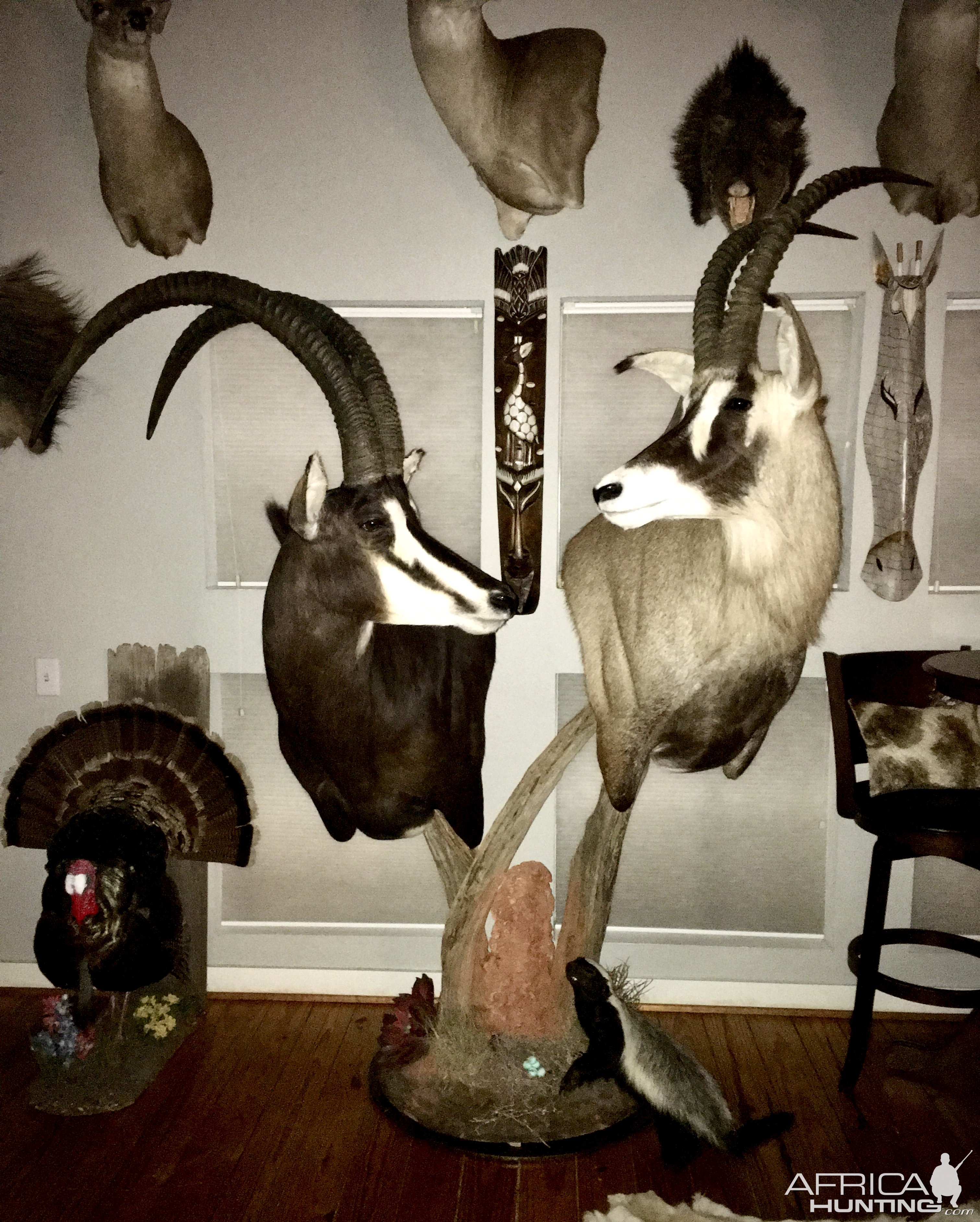 Sable & Roan Pedestal Mount Taxidermy