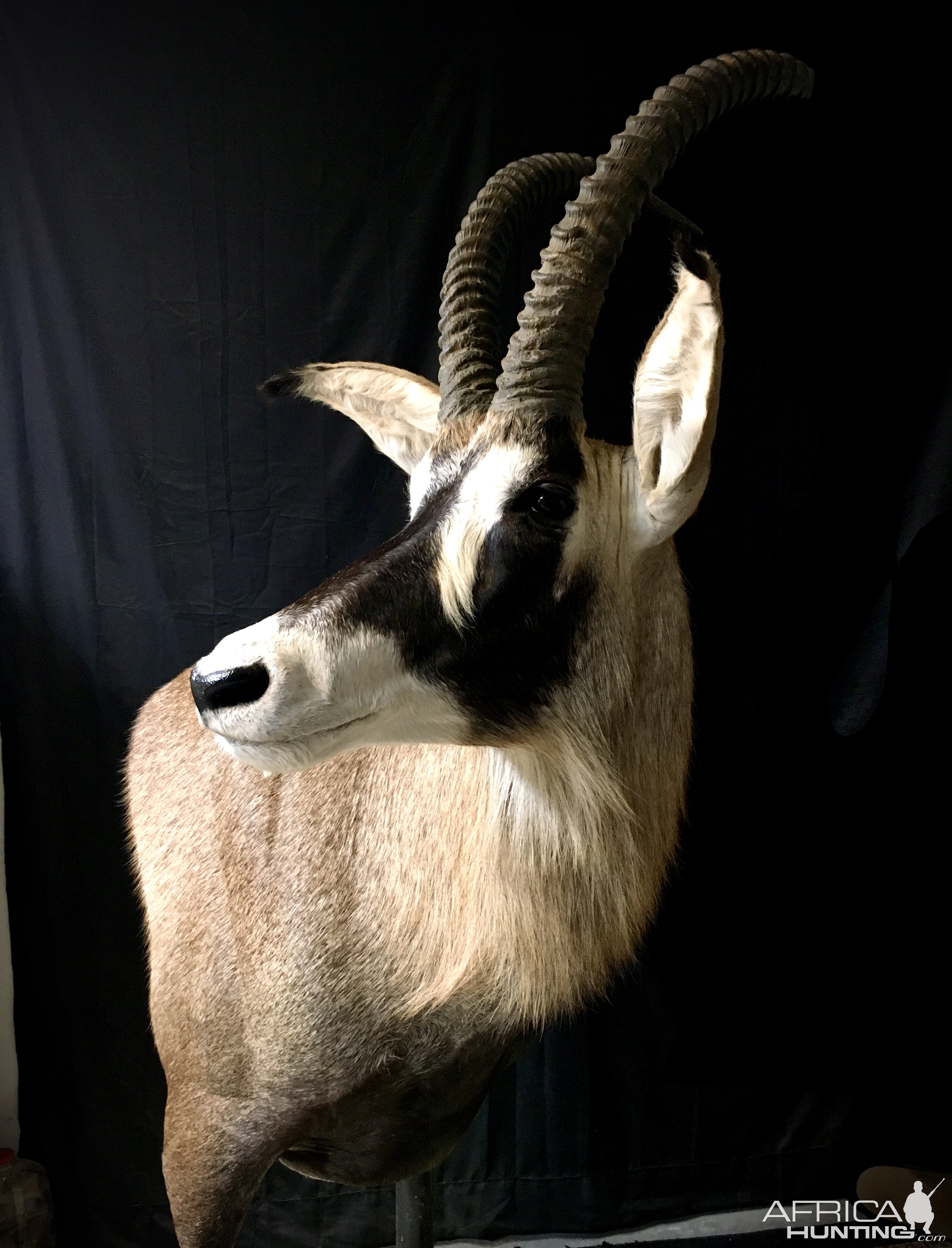 Sable & Roan Pedestal Mount Taxidermy