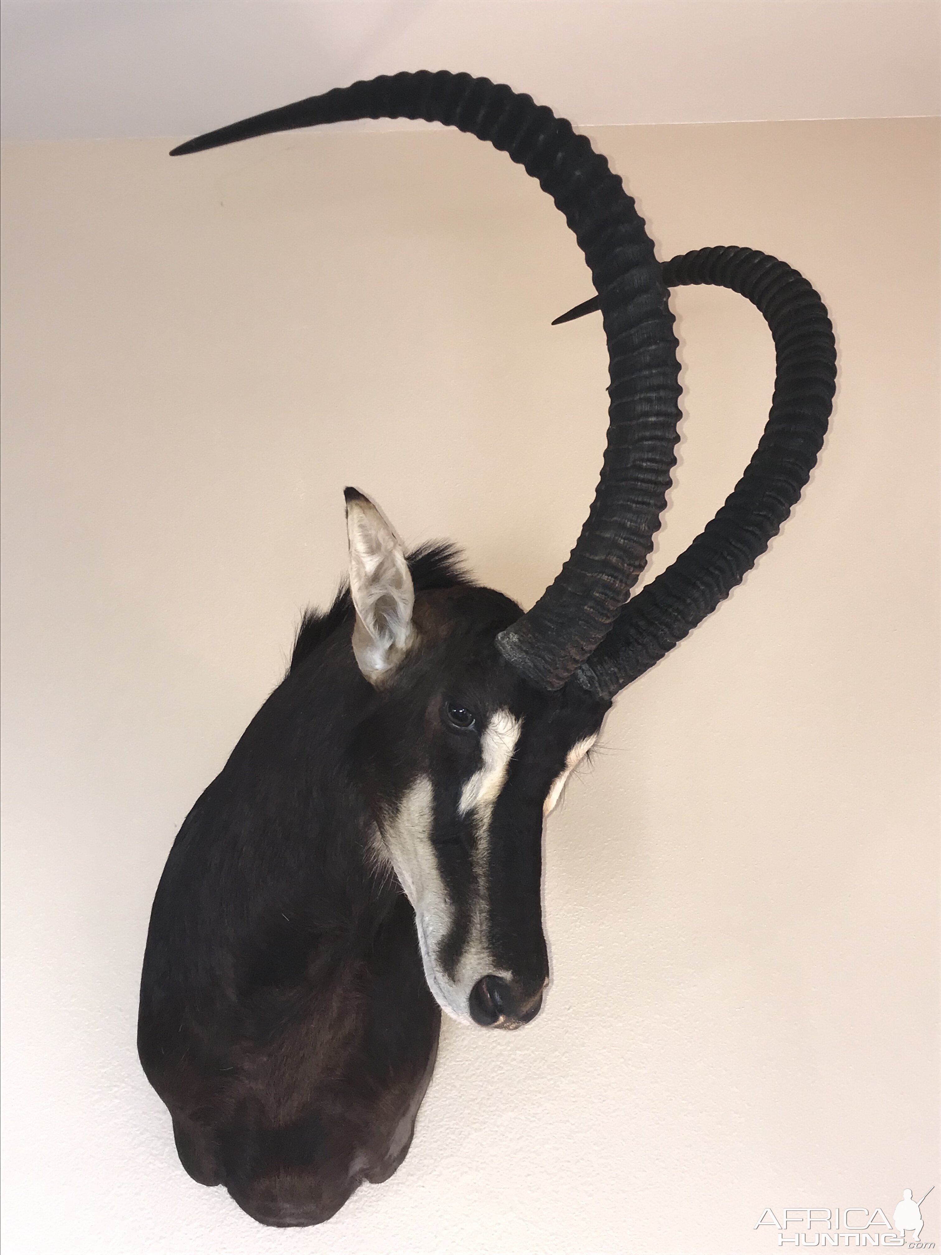 Sable Shoulder Mount Taxidermy