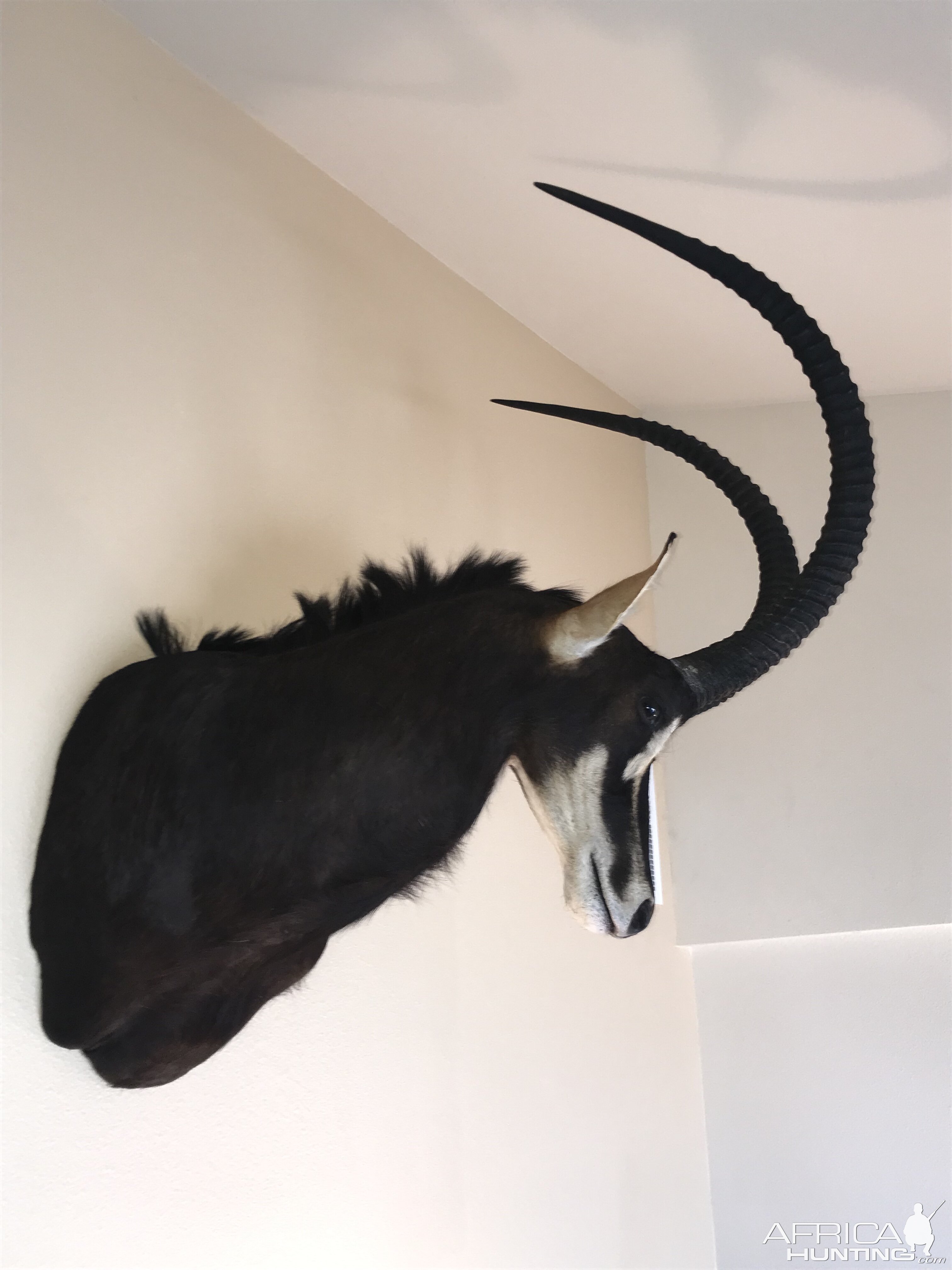 Sable Shoulder Mount Taxidermy