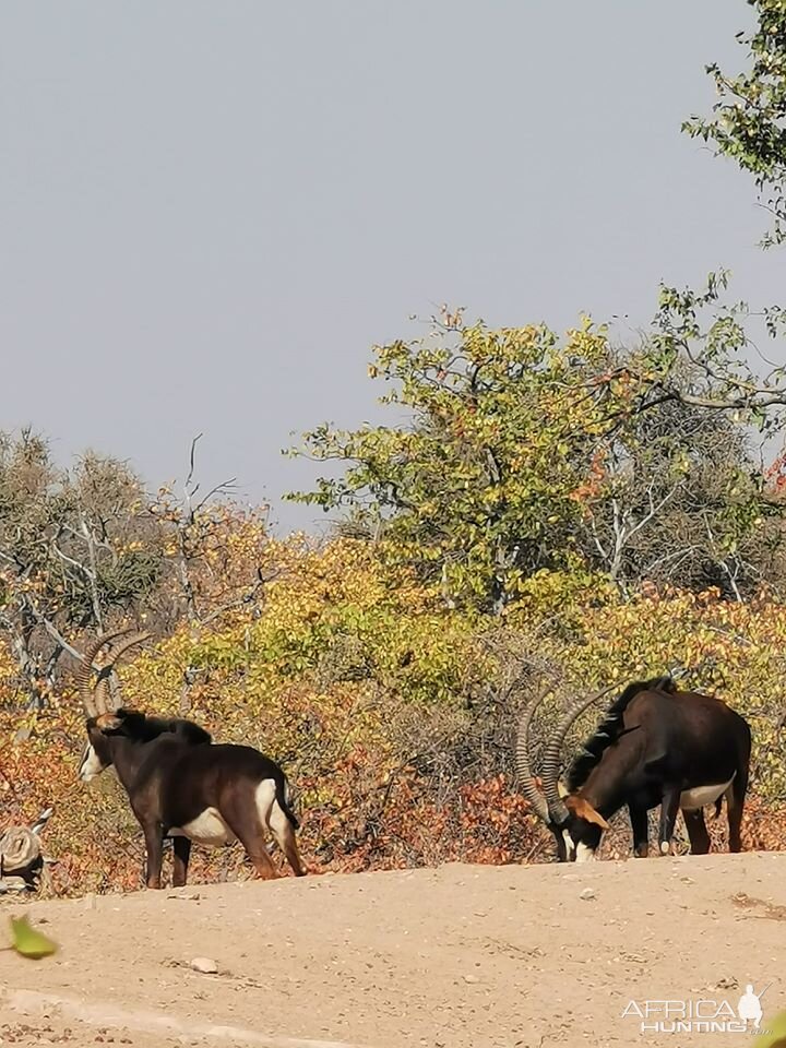 Sable, South Africa