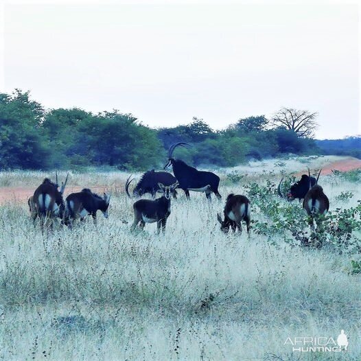 Sable South Africa