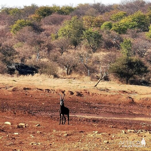 Sable South Africa