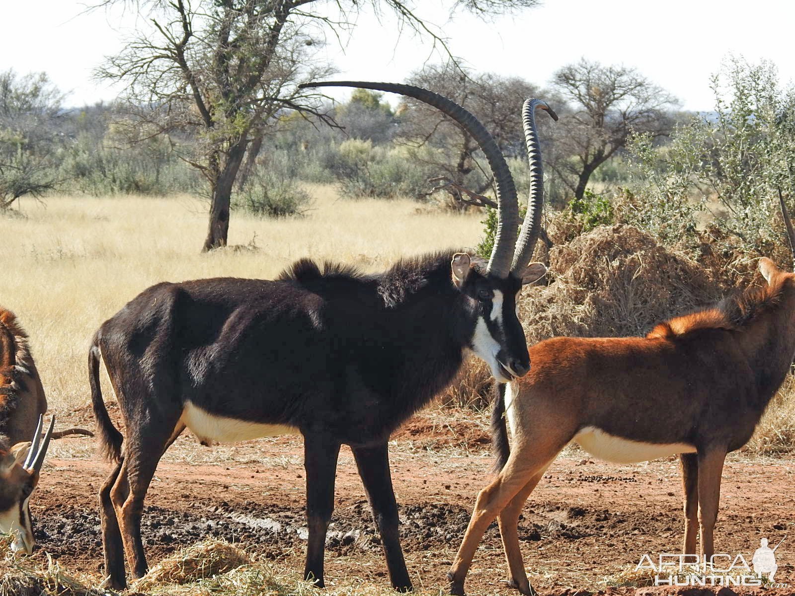 Sable South Africa