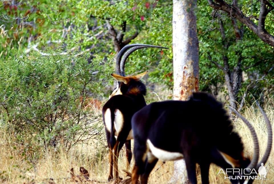 Sable South Africa