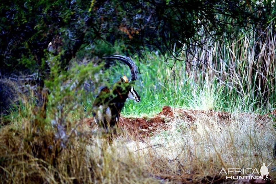 Sable South Africa