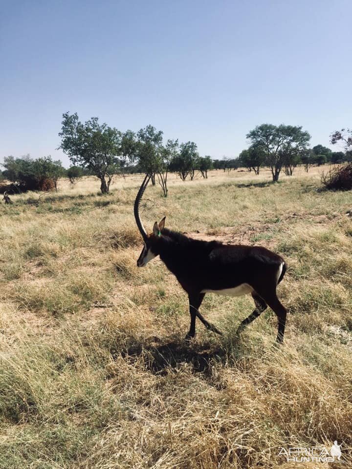 Sable South Africa