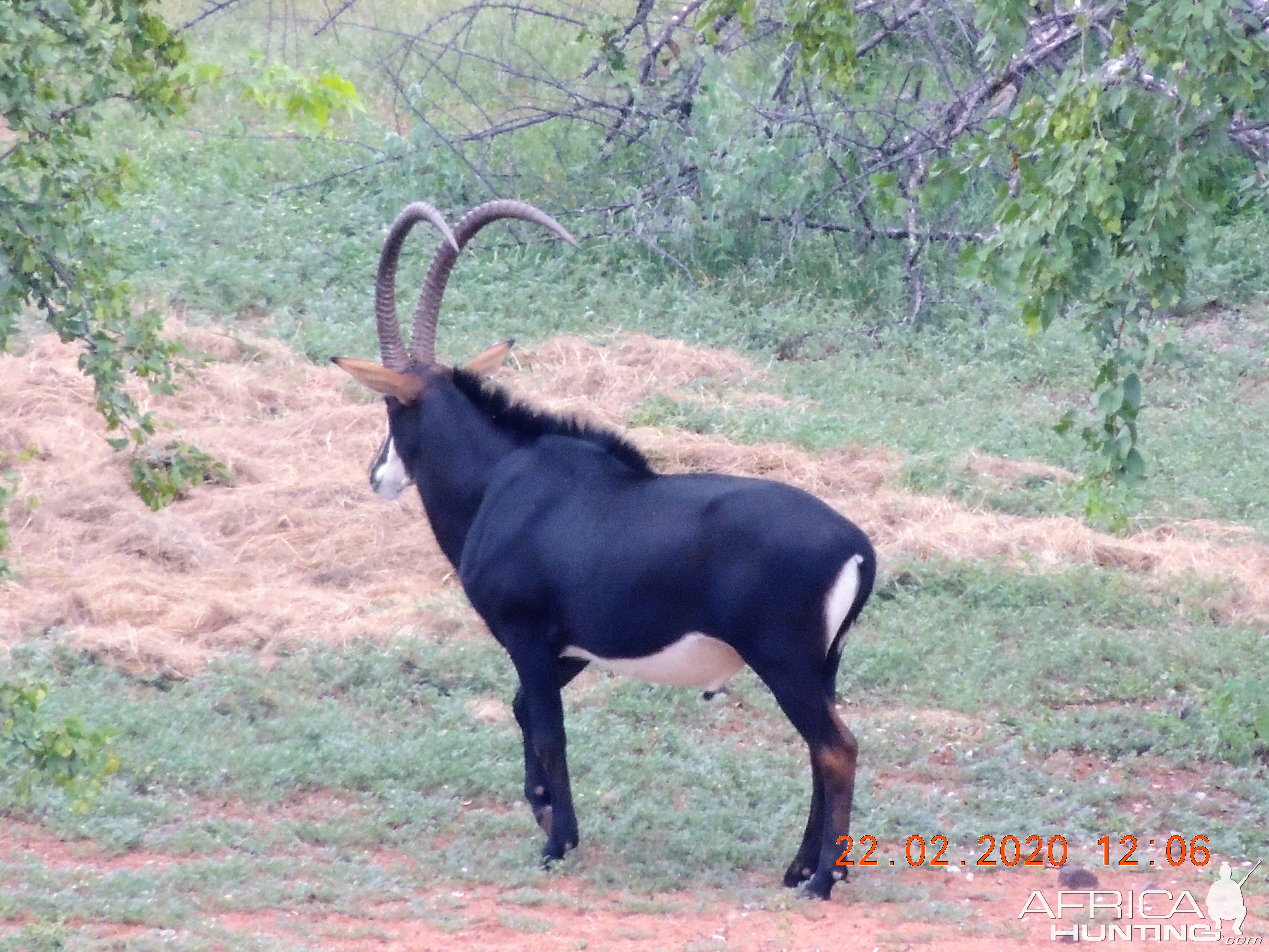 Sable South Africa