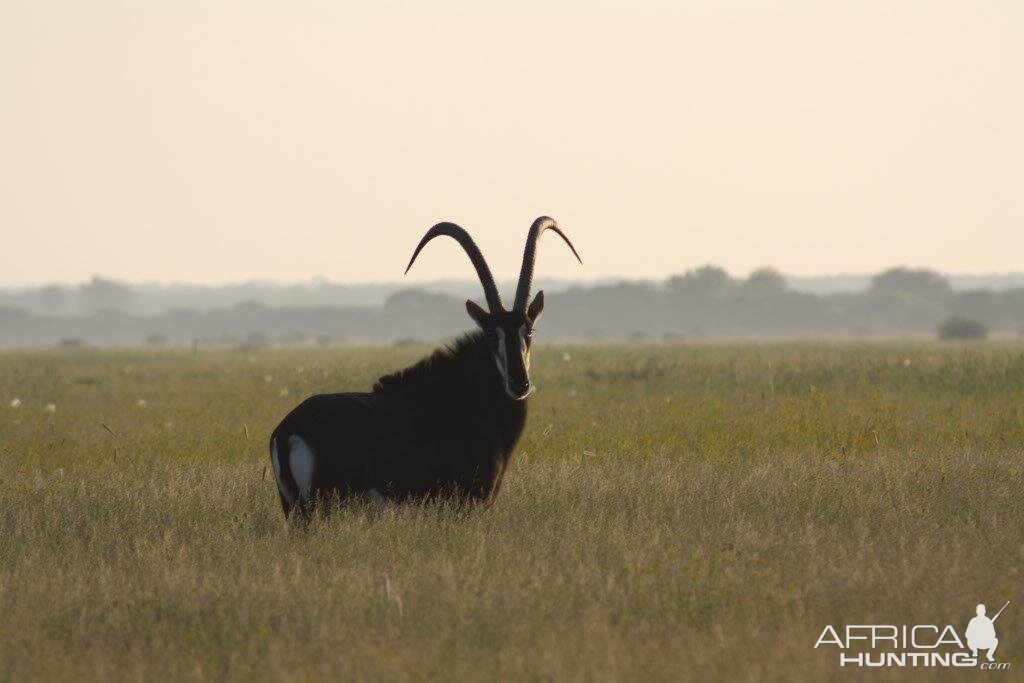 Sable South Africa