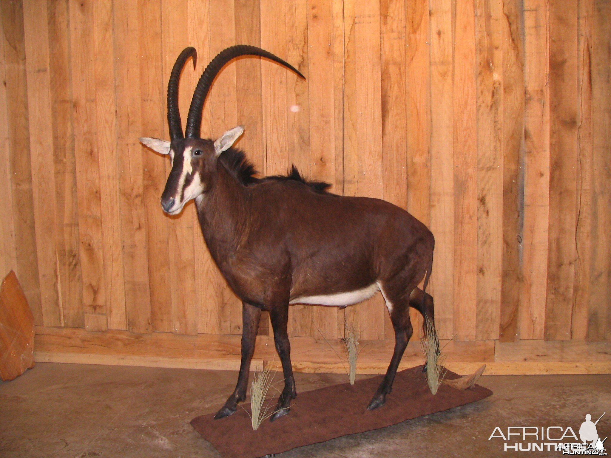 Sable taxidermy mount