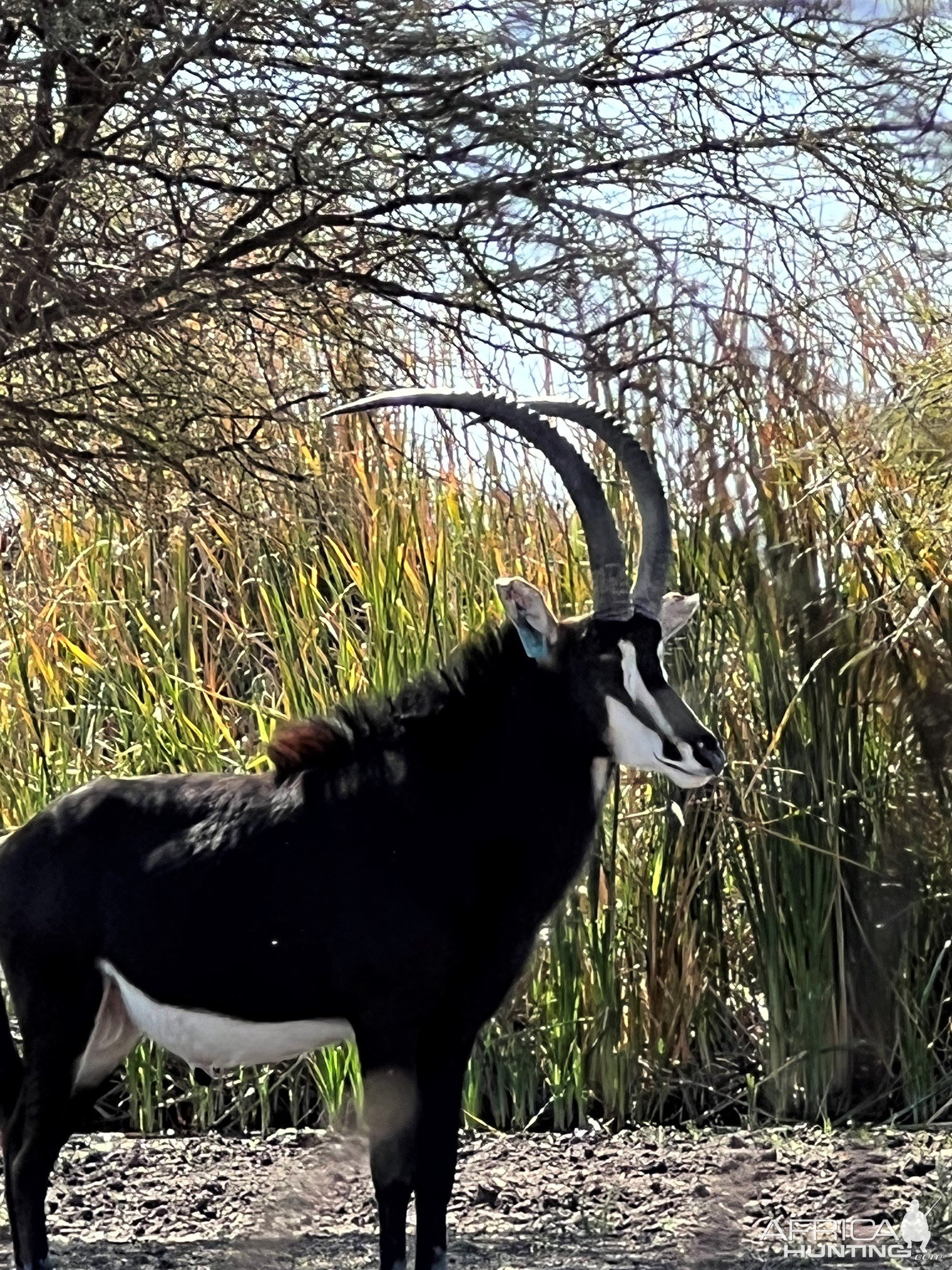 Sable Thabazimbi Limpopo South Africa