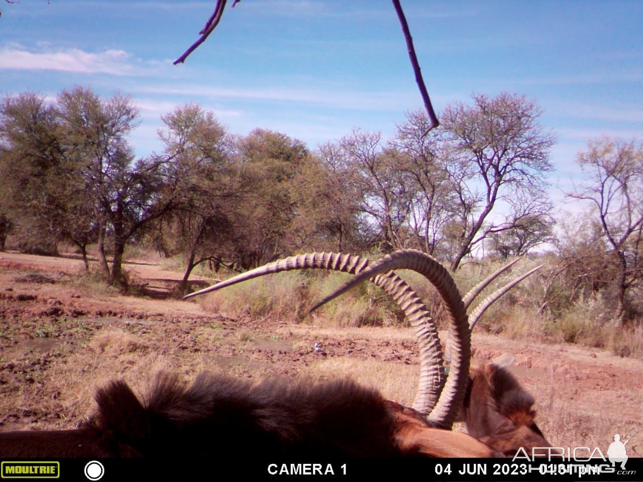 Sable Trail Camera