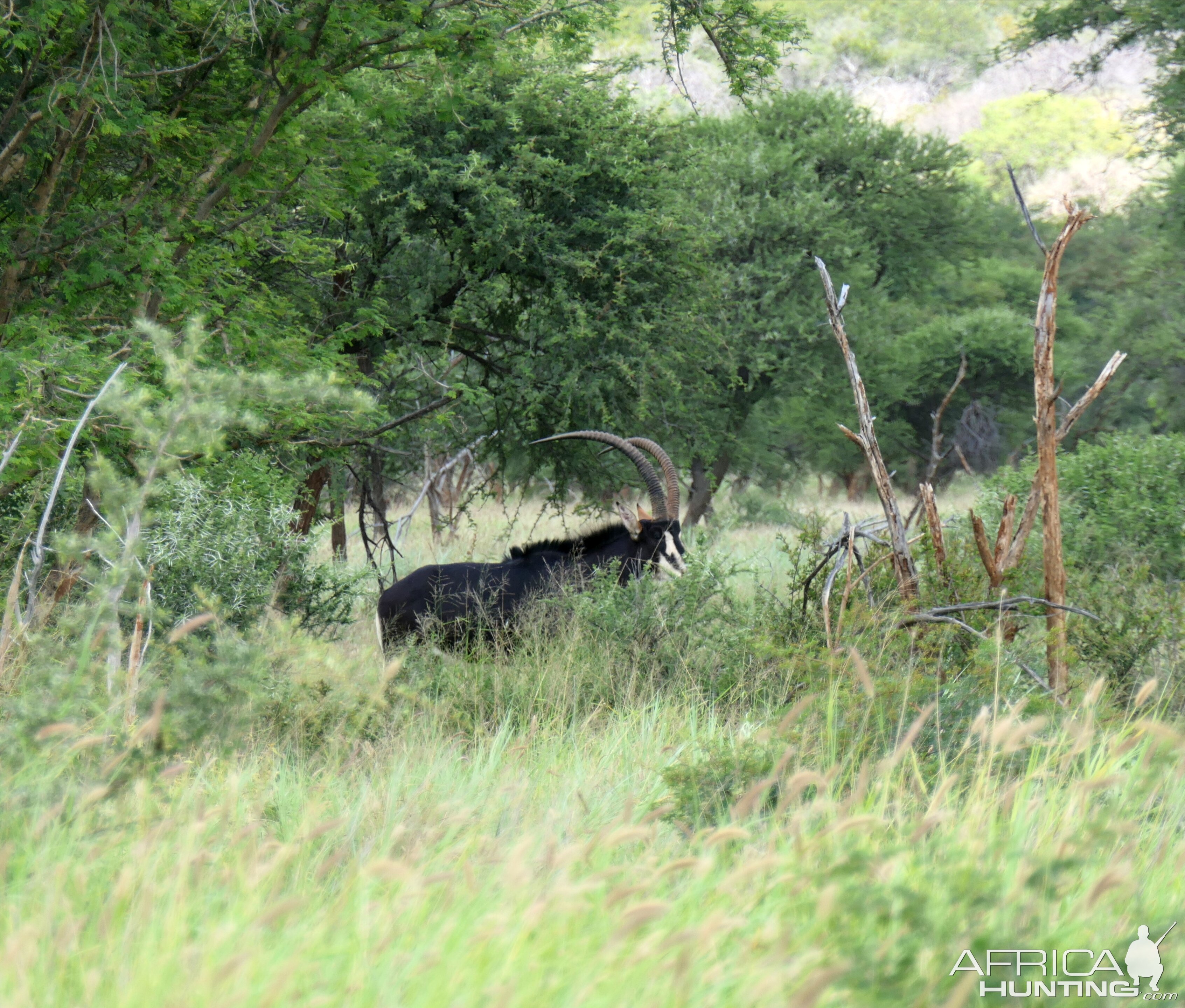 Sable Wildlife South Africa