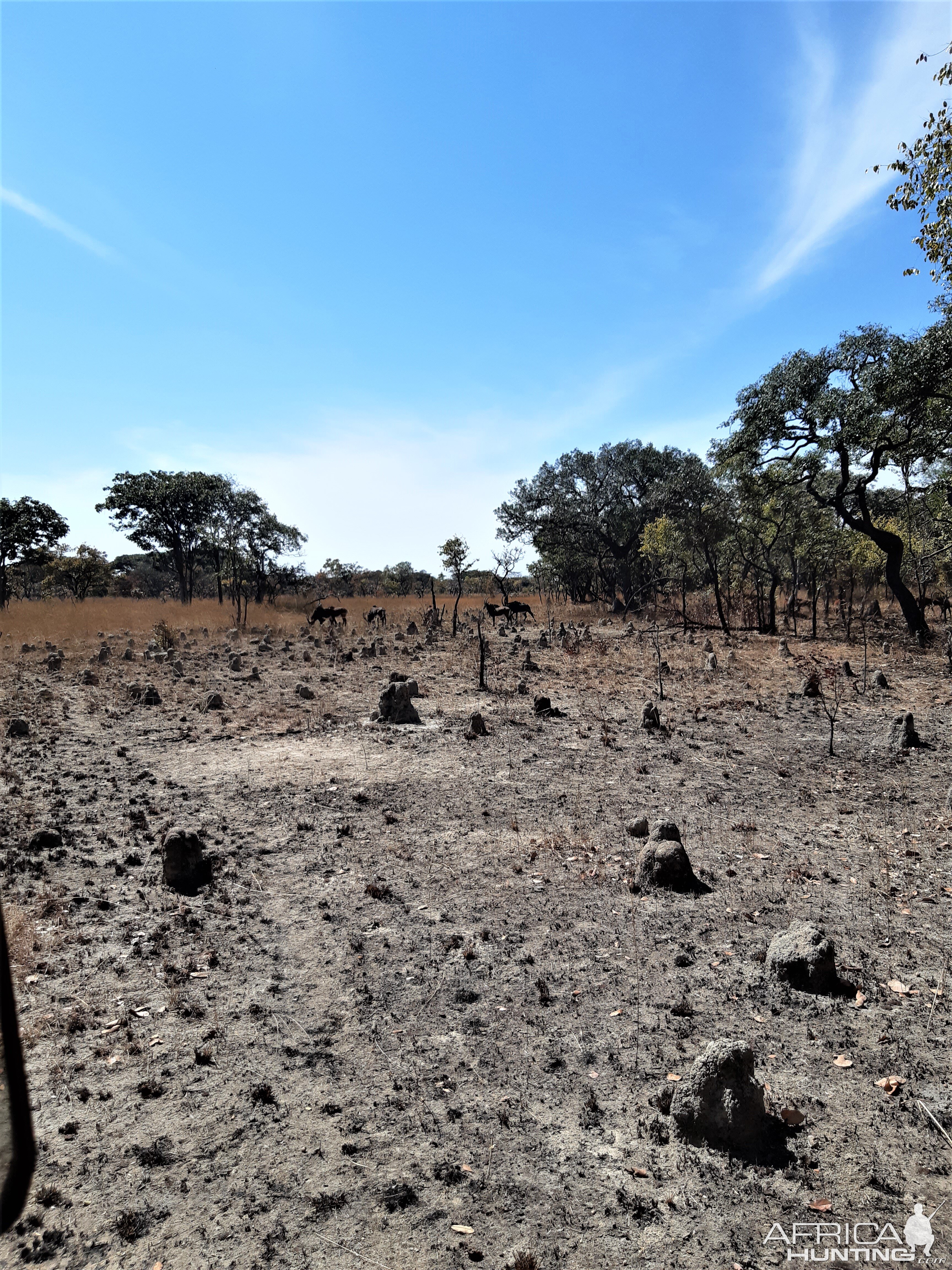 Sable Wildlife Zambia