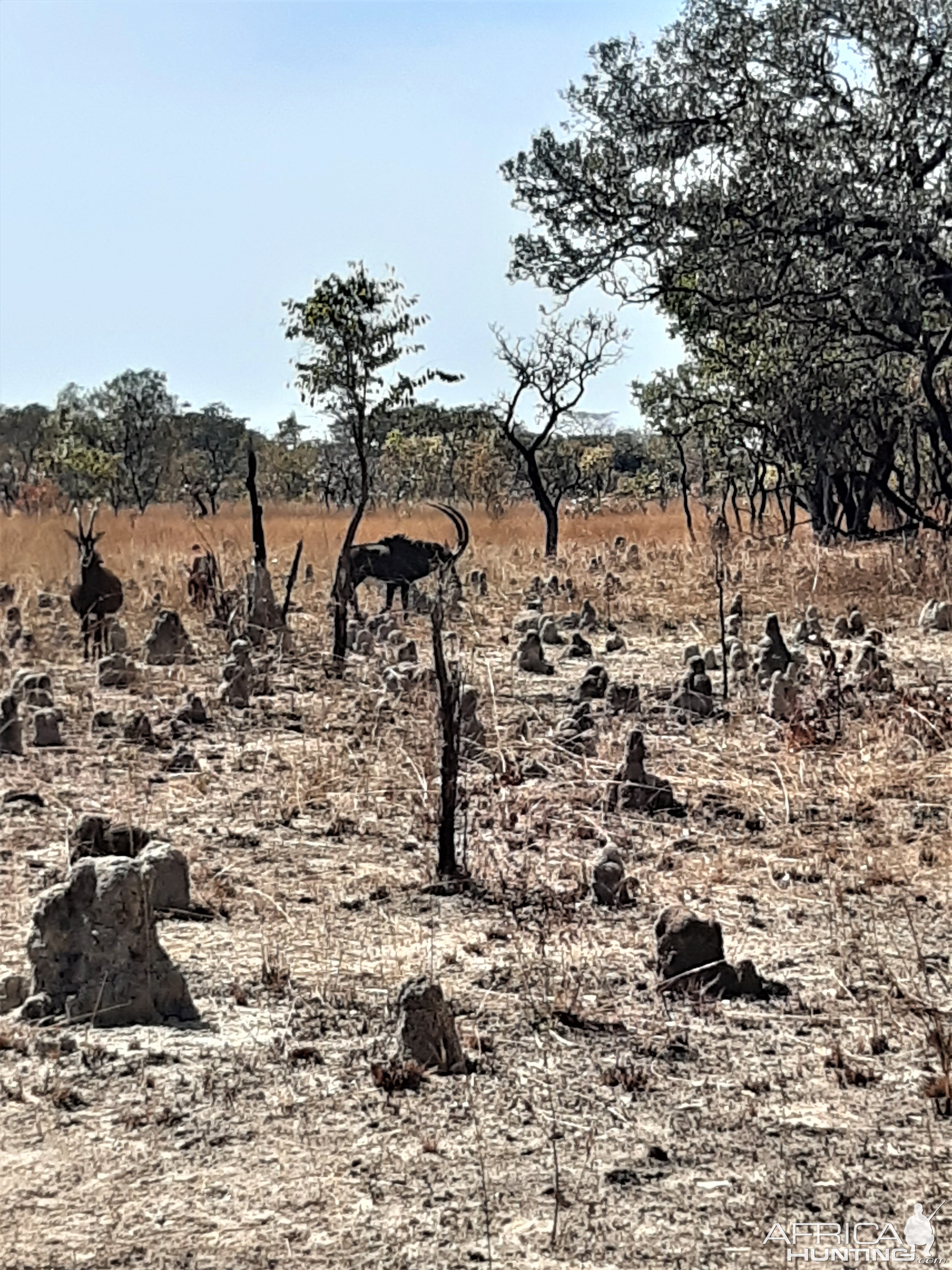 Sable Wildlife Zambia