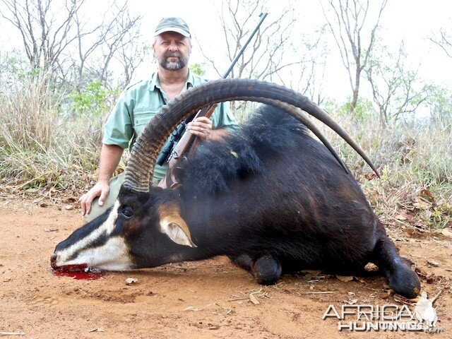 Sable with Spear Safaris