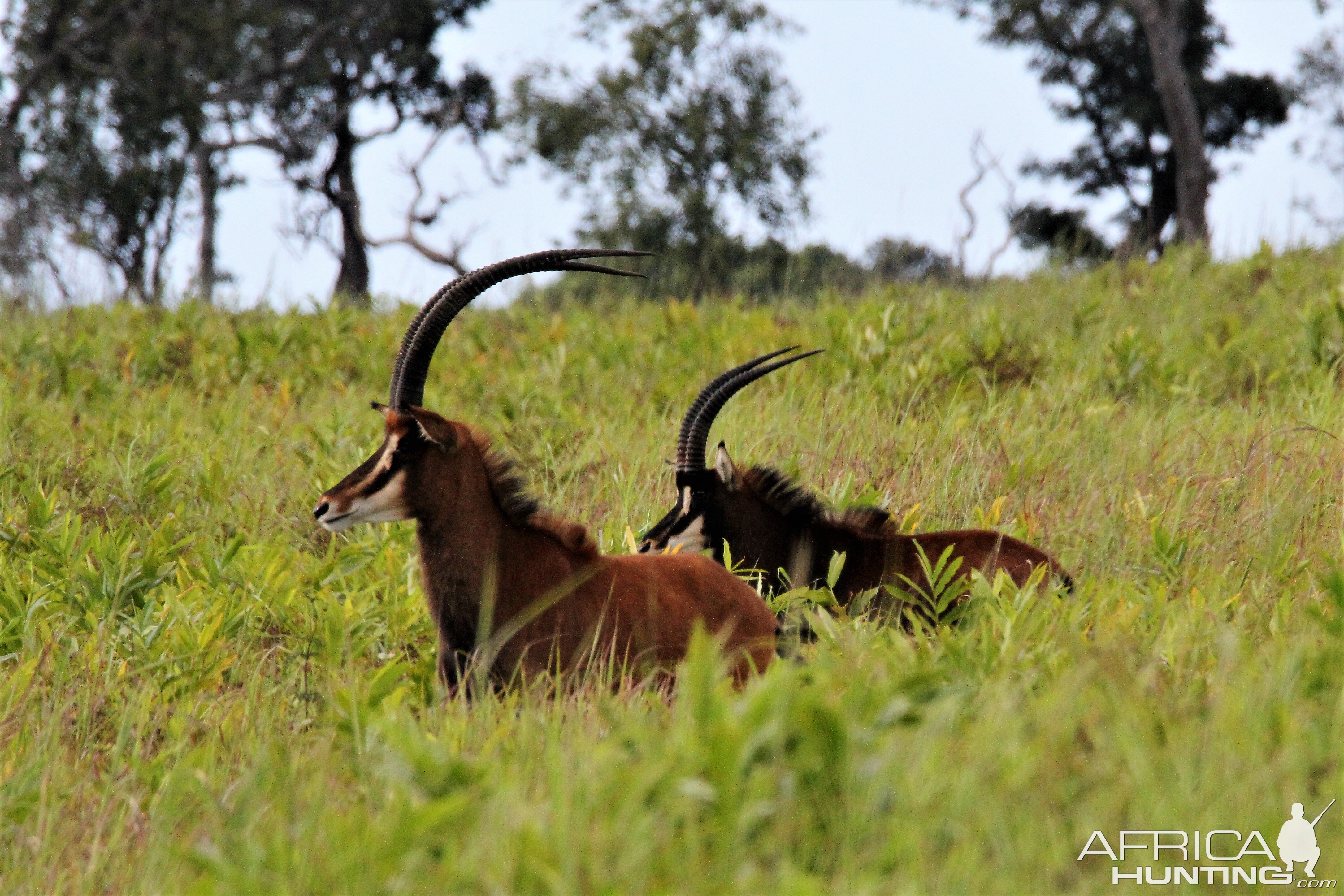 Sable Zambia Wildlife