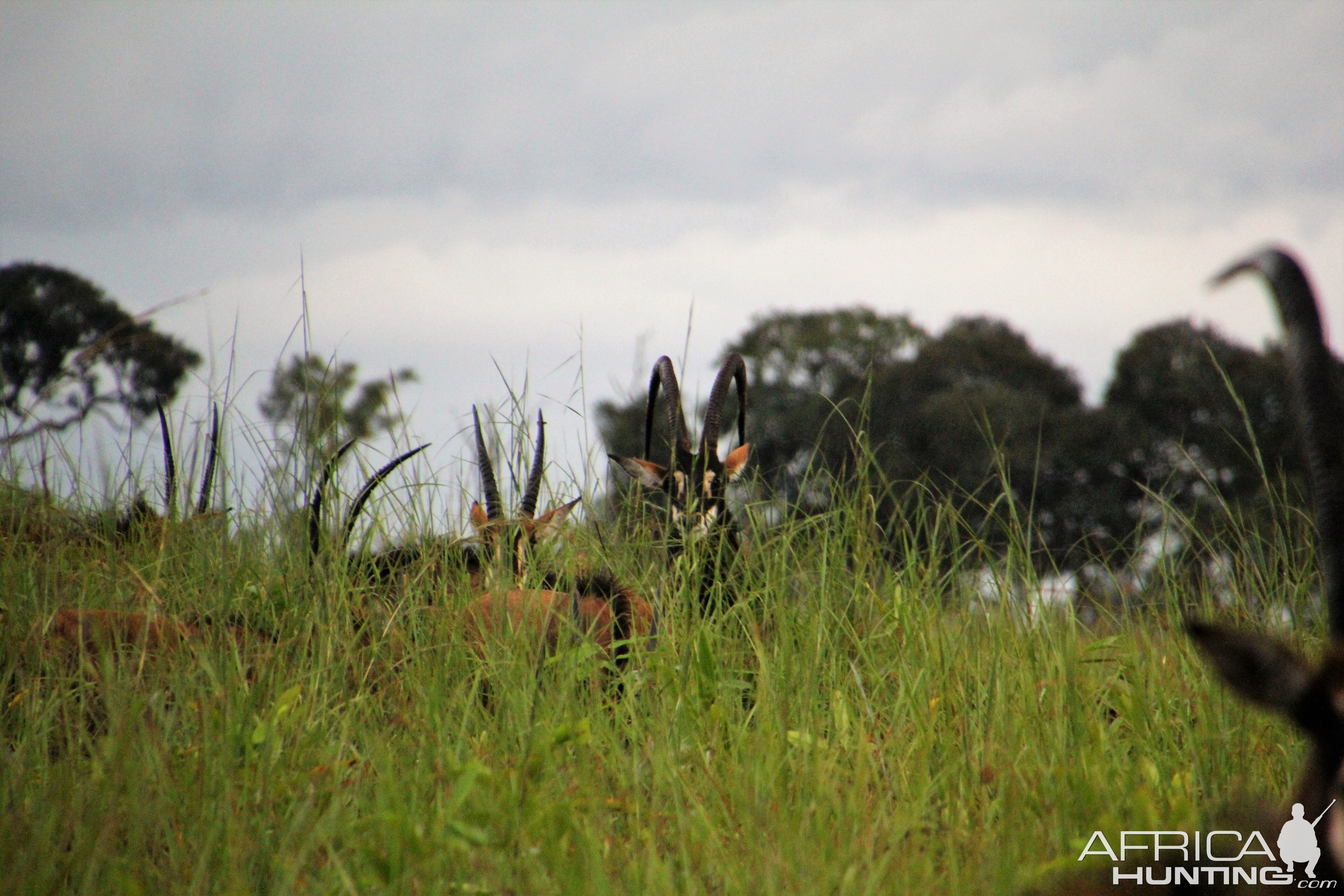 Sable Zambia Wildlife