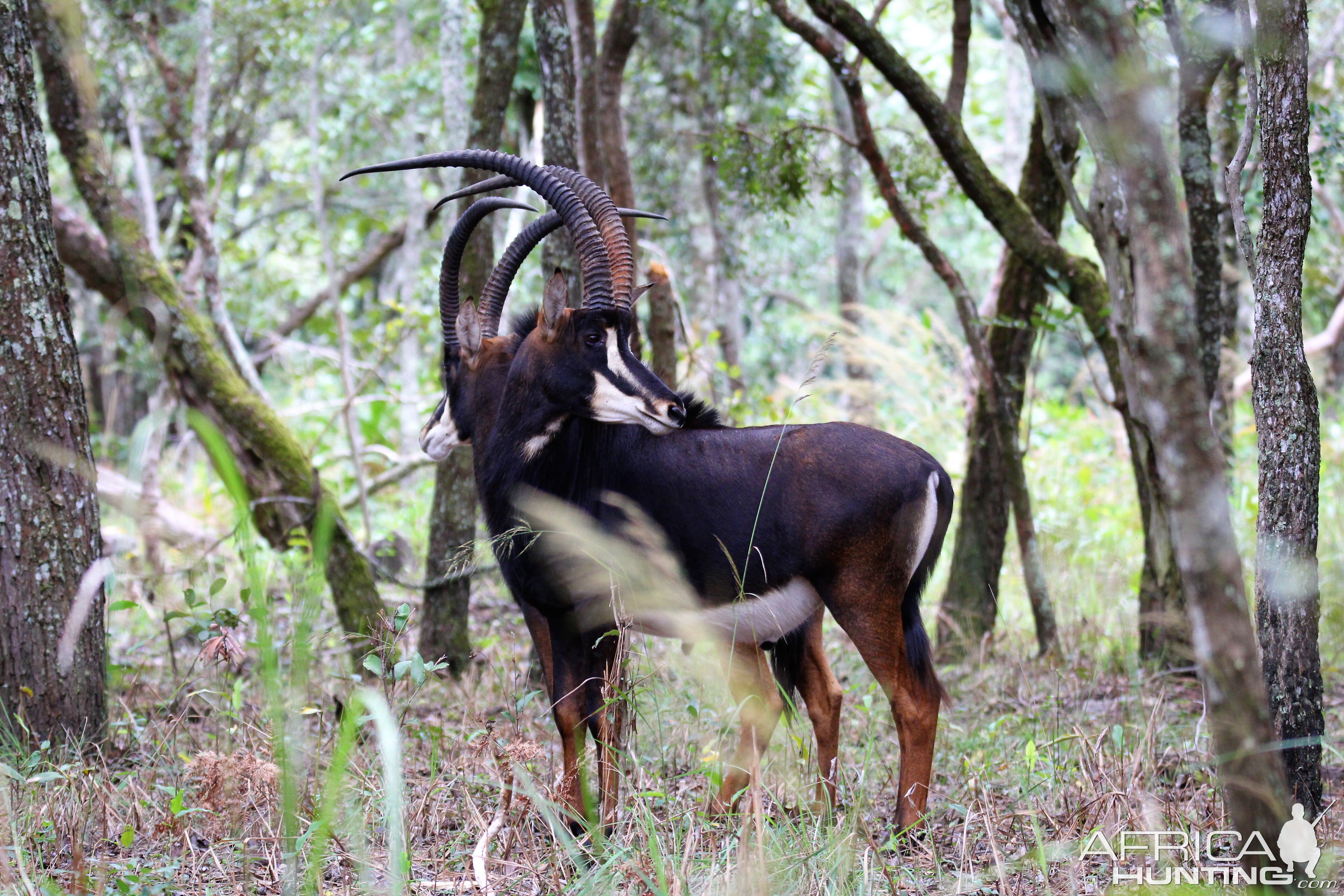 Sable Zambia Wildlife