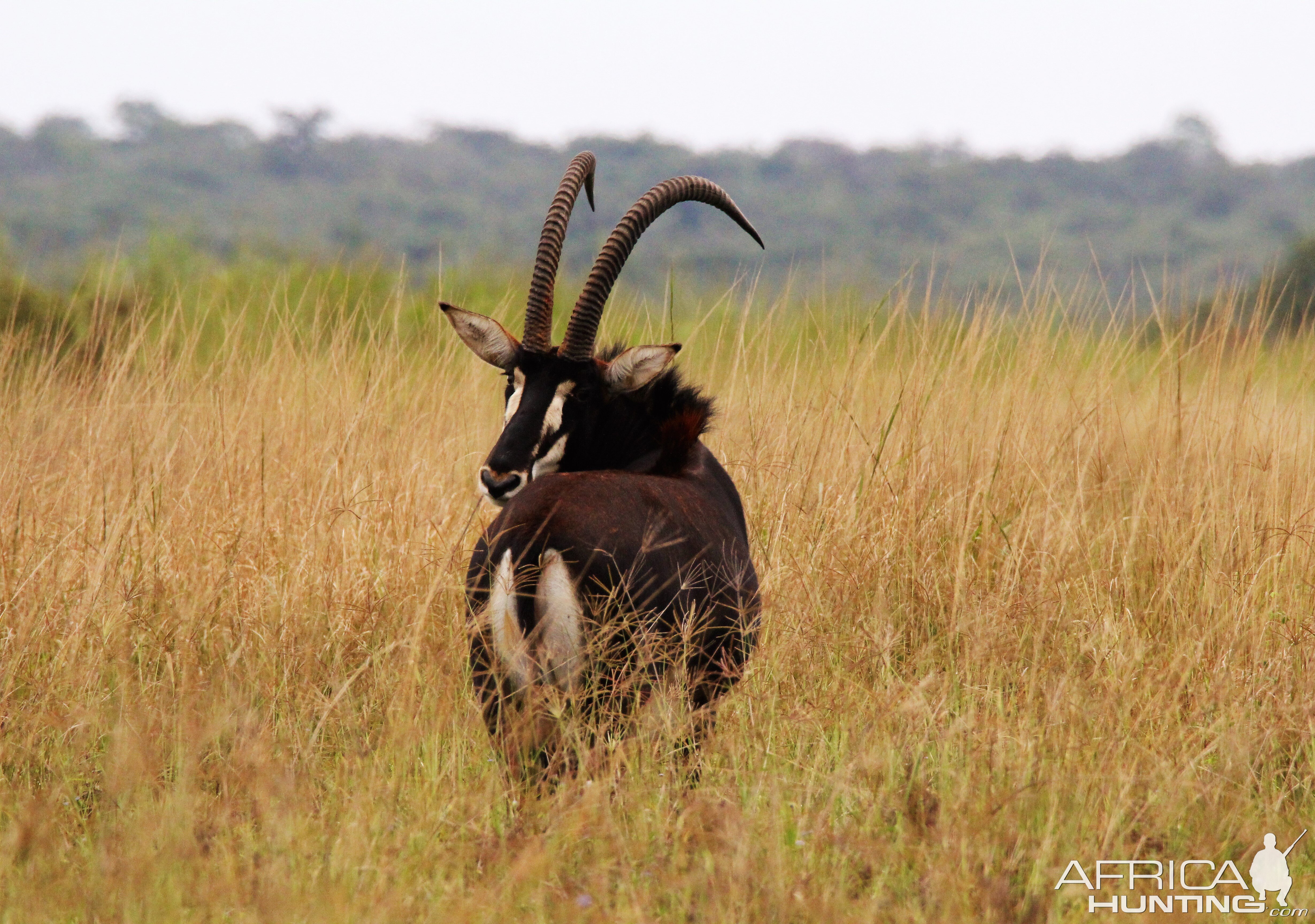 Sable Zambia Wildlife