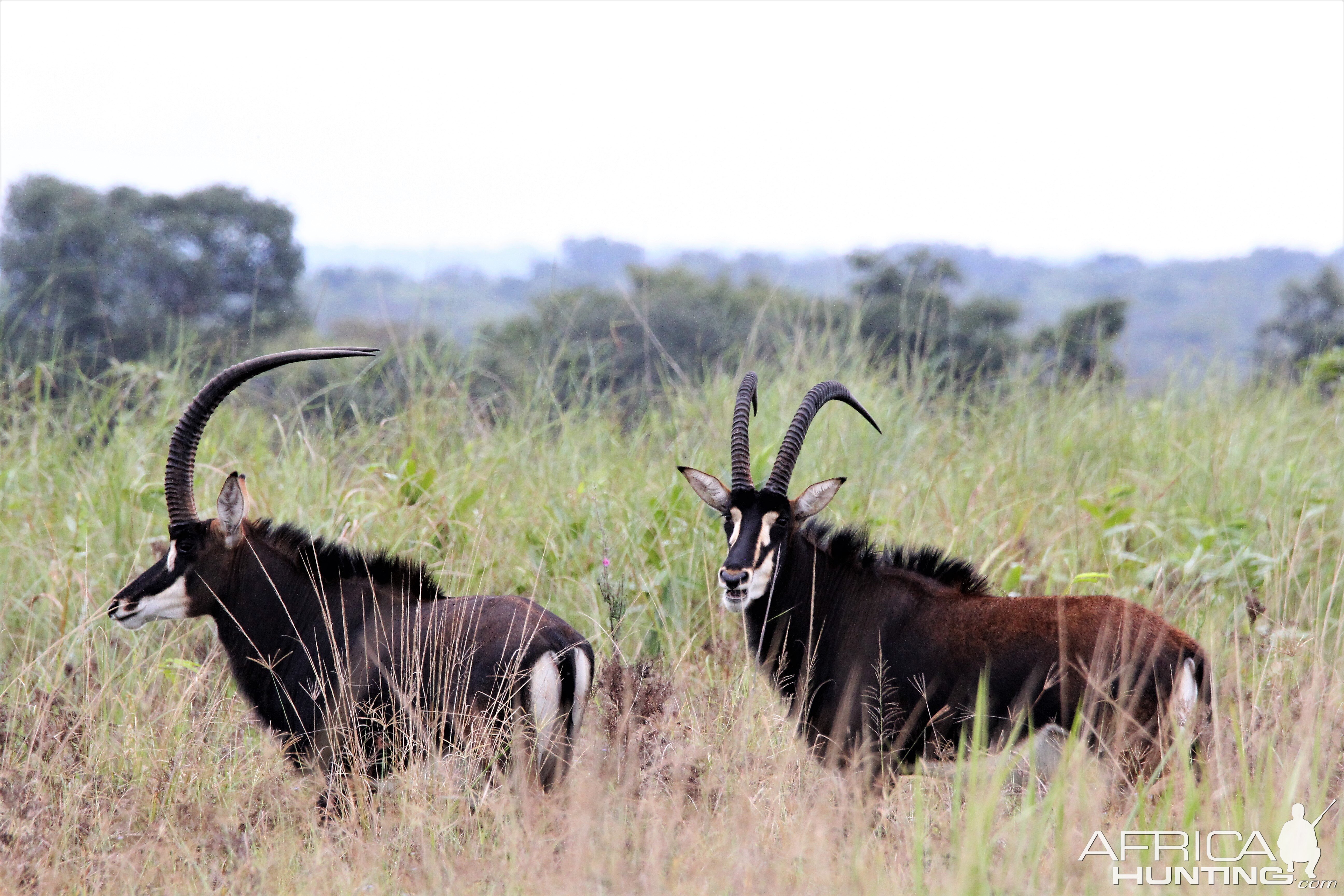 Sable Zambia Wildlife