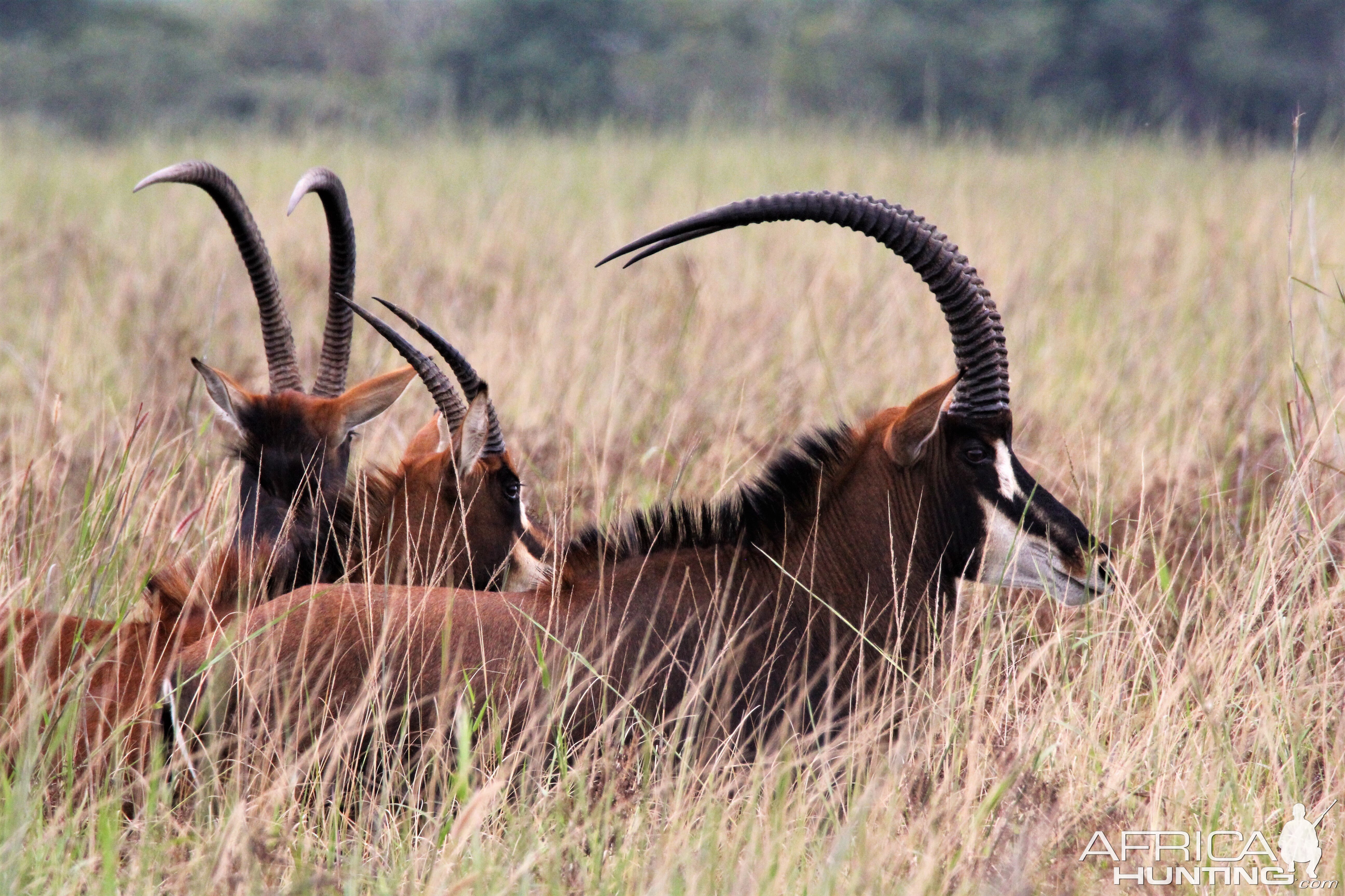 Sable Zambia Wildlife