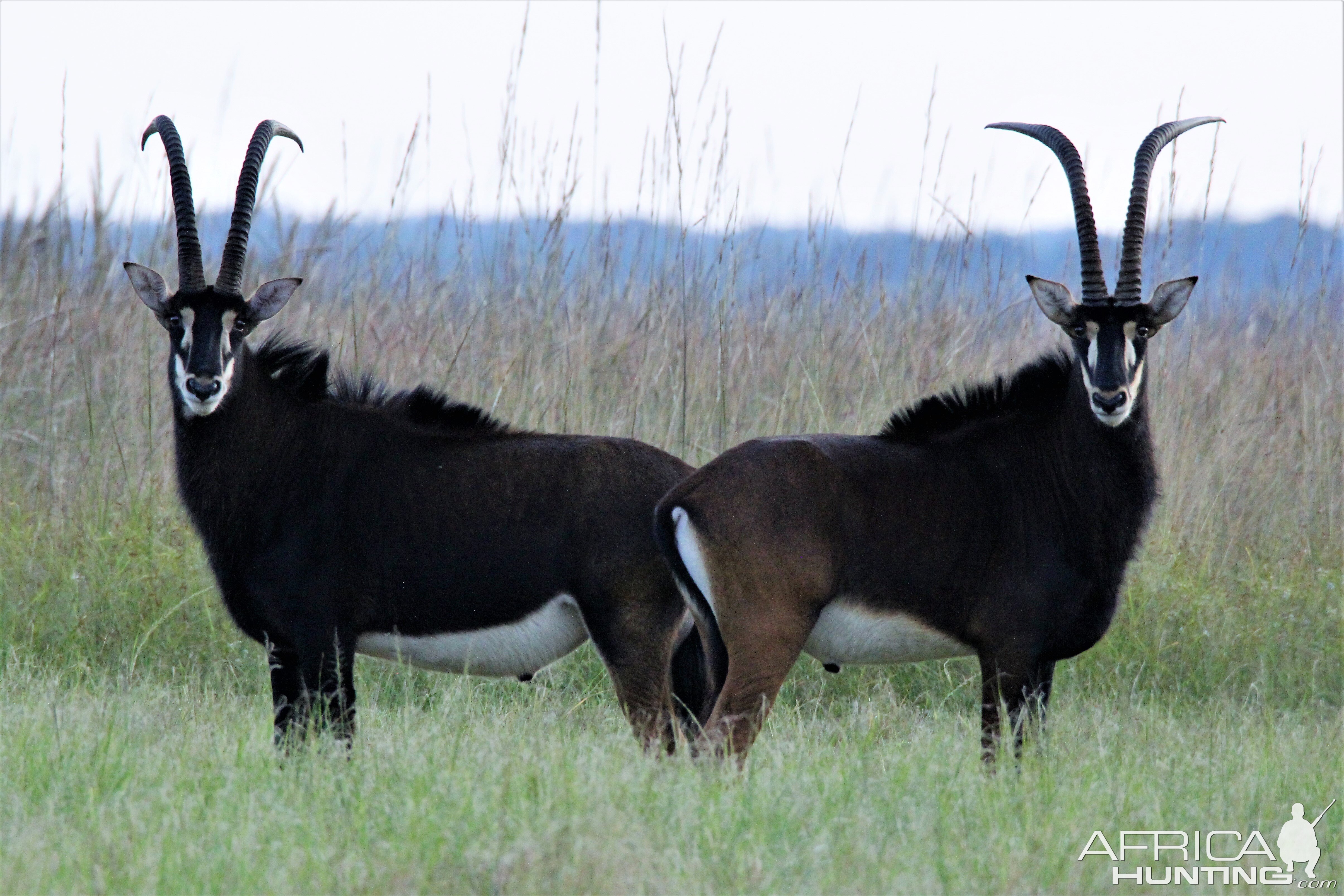 Sable Zambia Wildlife