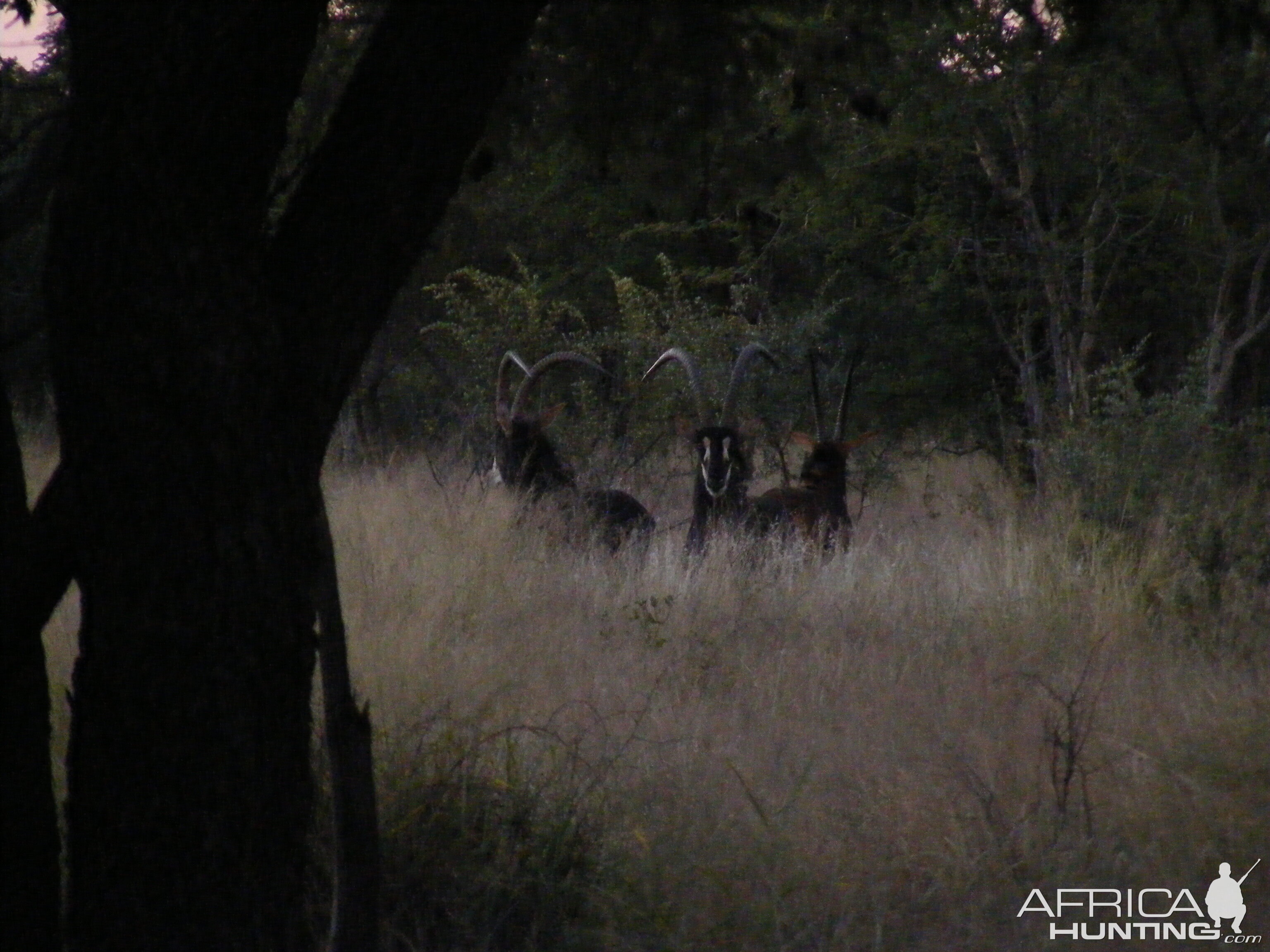 Sables at Sunset, South Africa,Thabazimbi