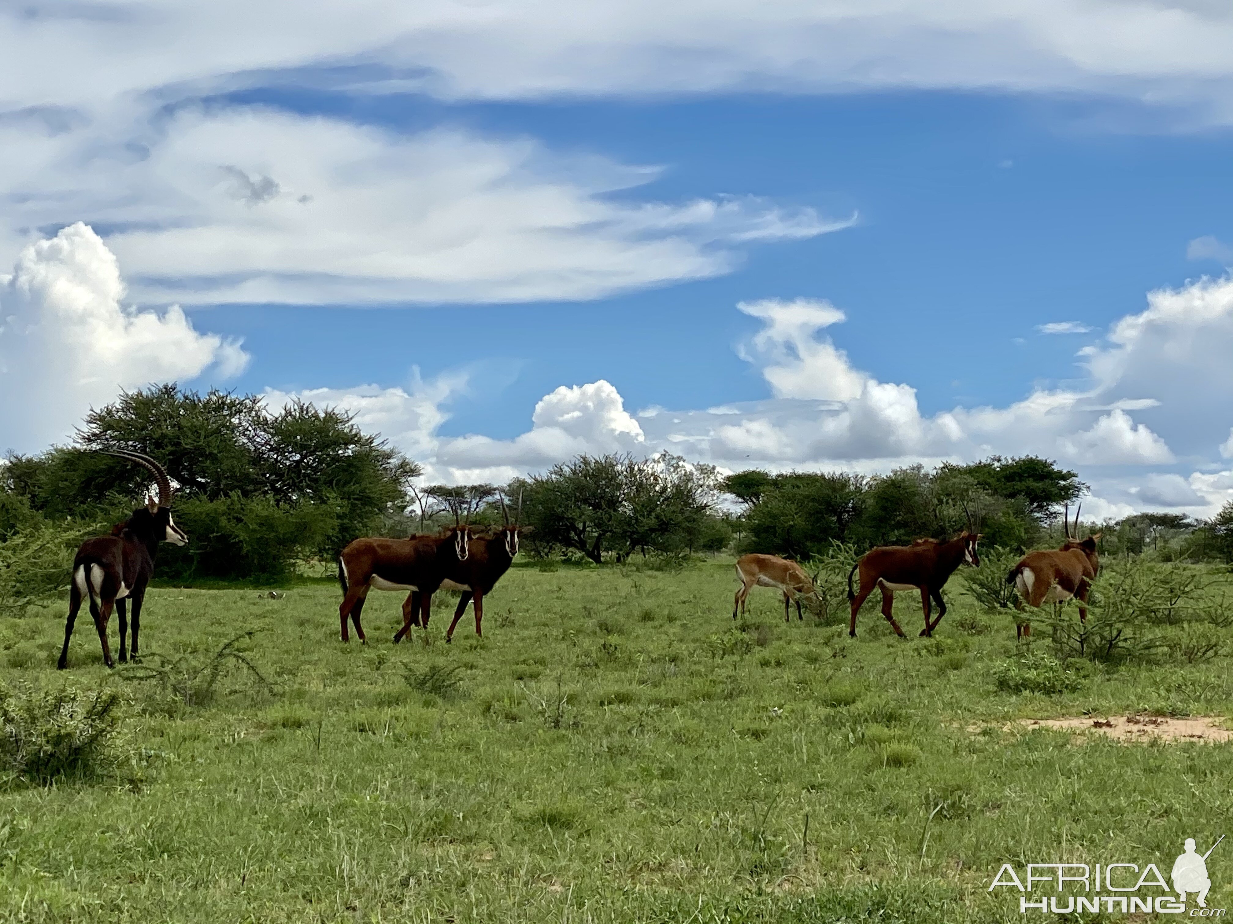 Sables At Zana Botes Safari