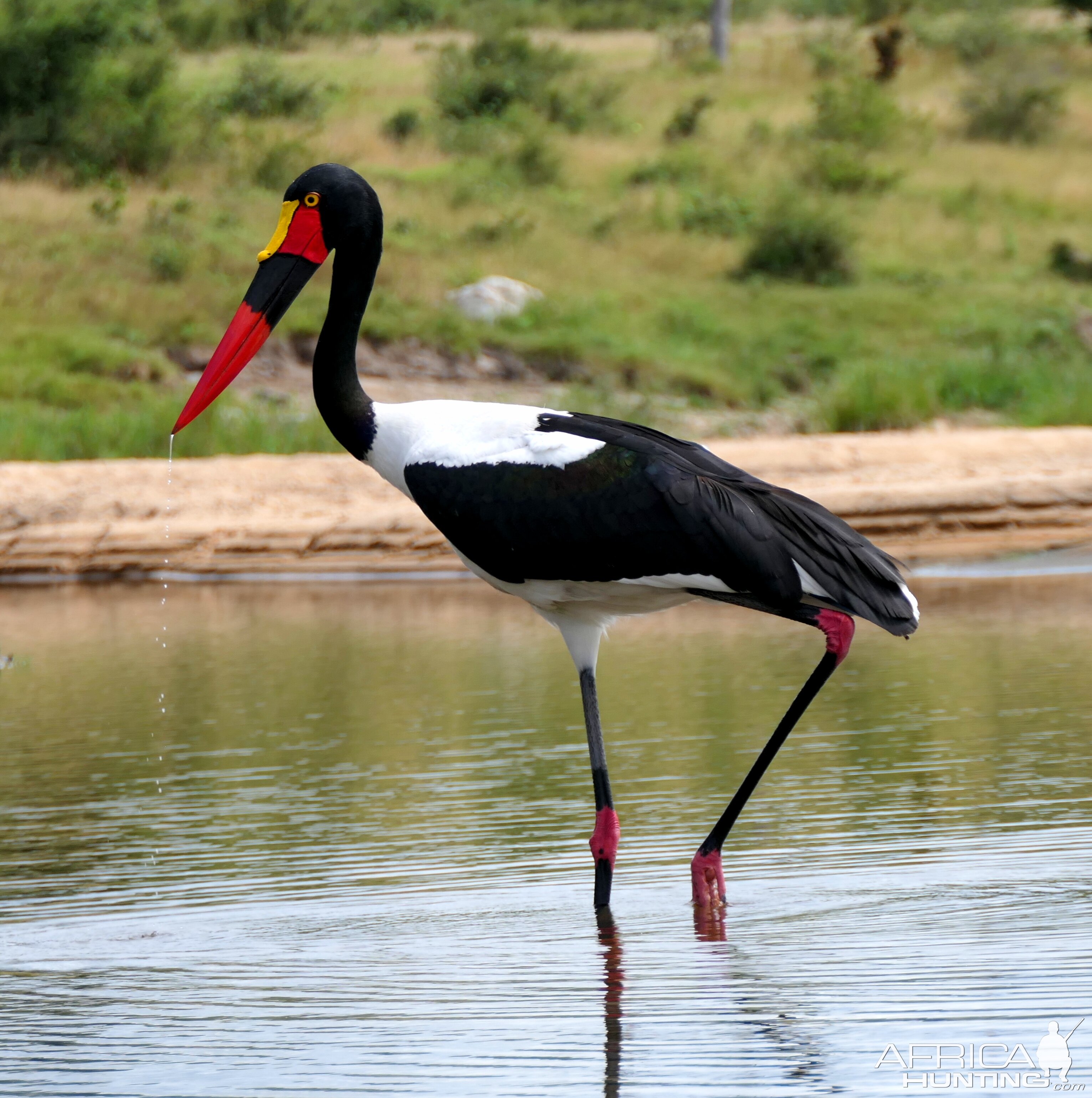 Saddle-Billed Stork Birdlife South Africa