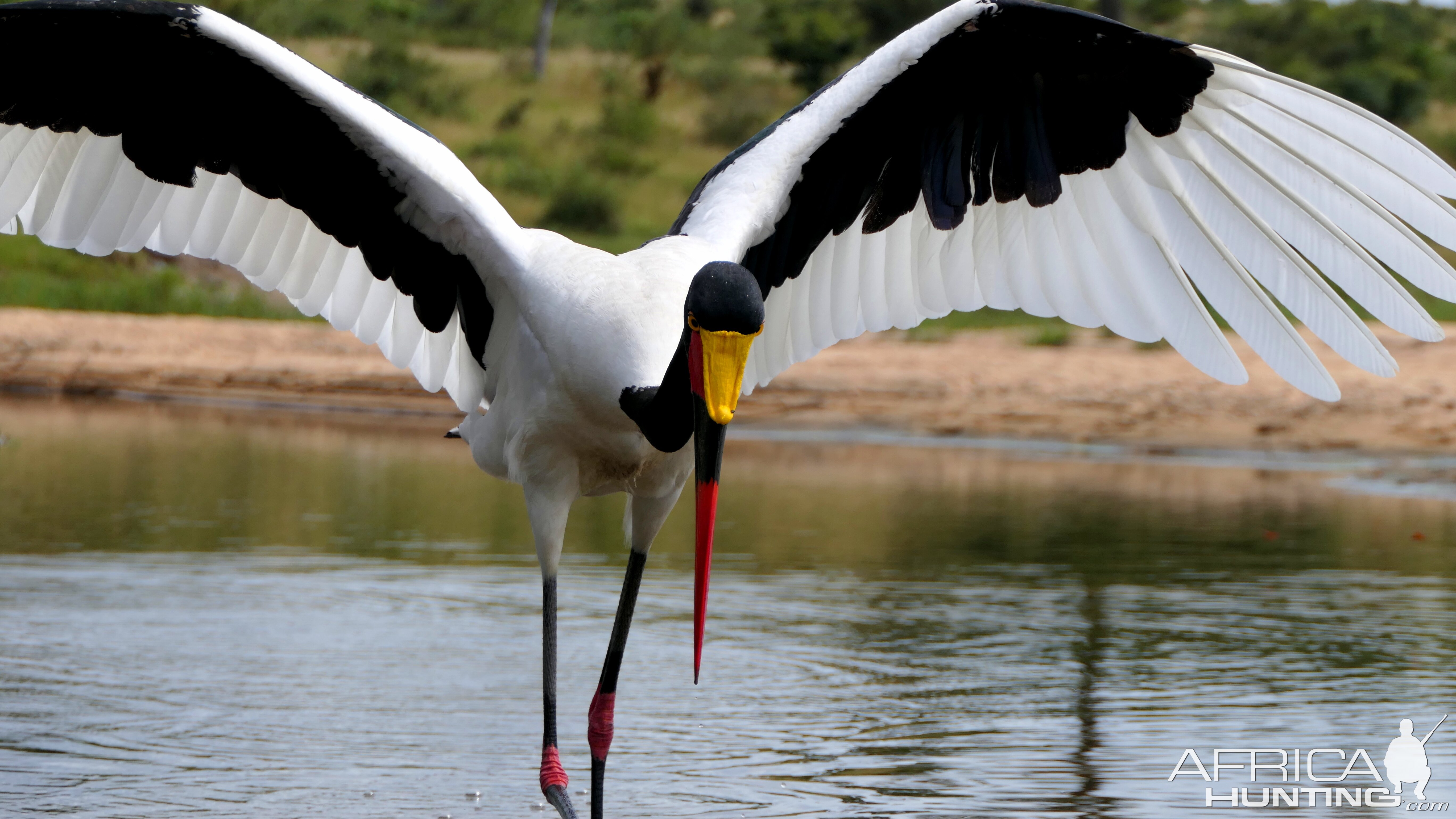 Saddle-Billed Stork Birdlife South Africa