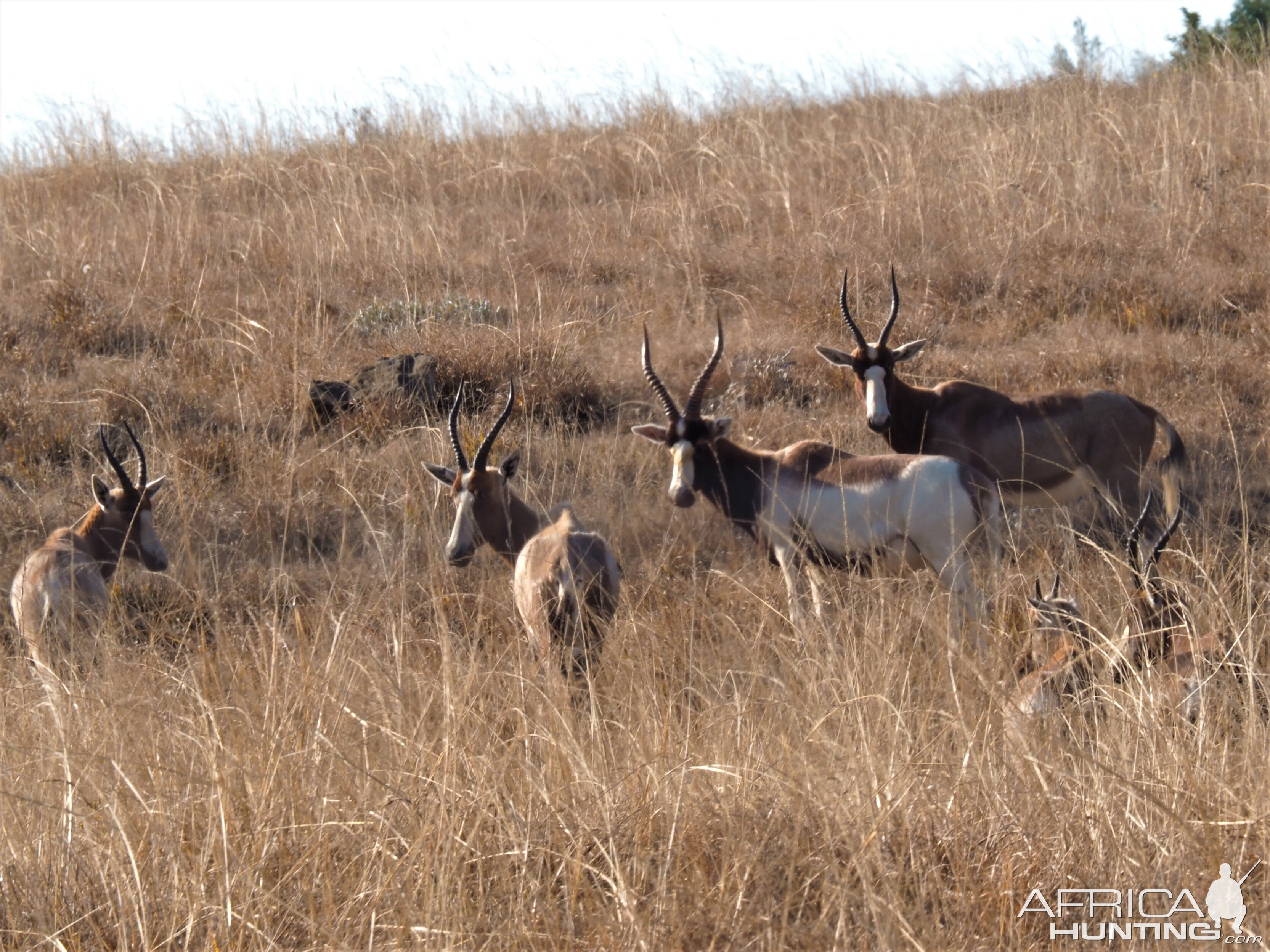 Saddleback Blesbok South Africa