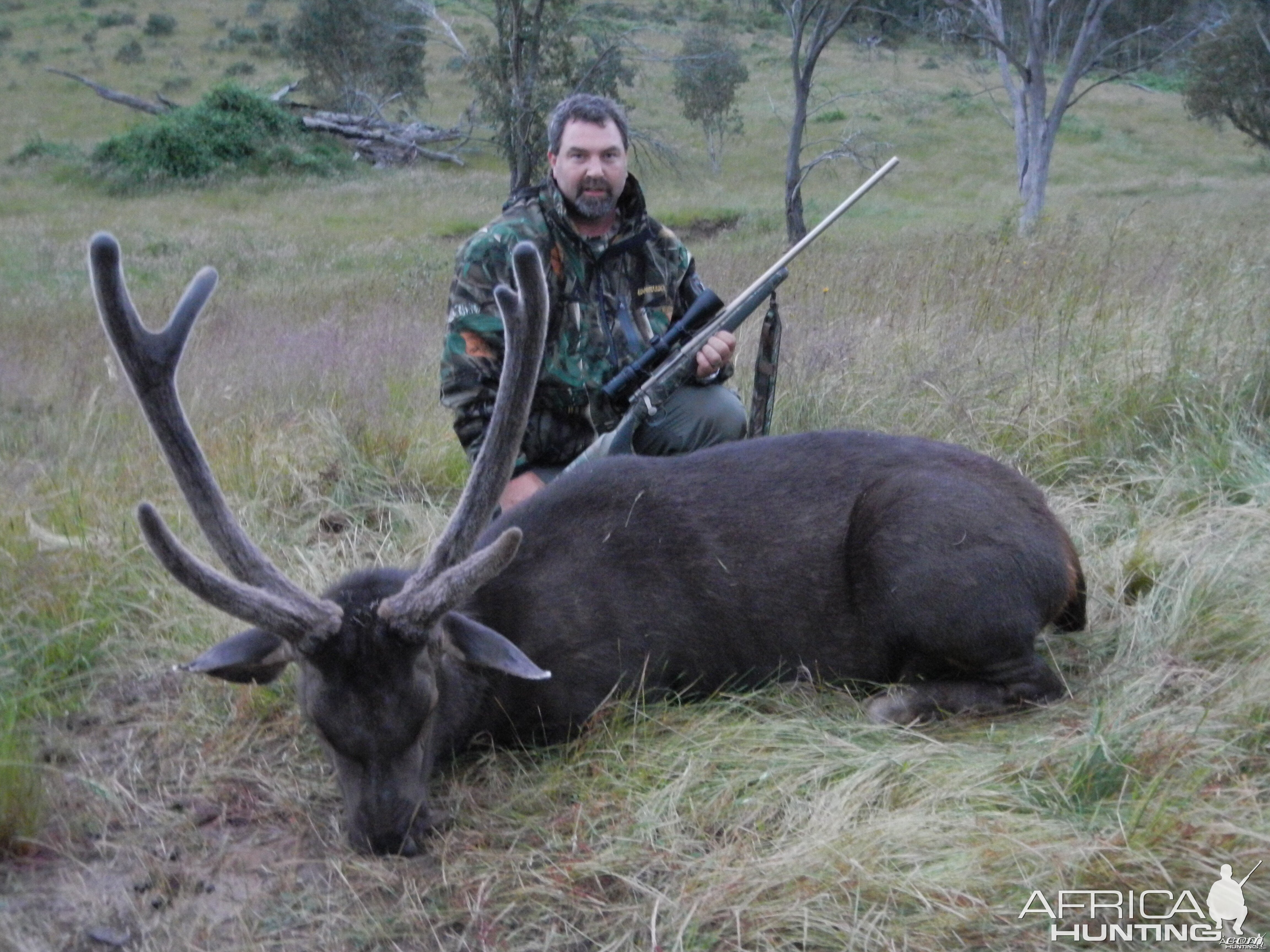 Sambar Deer - Australia