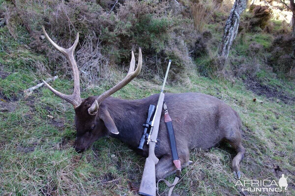 Sambar Deer Hunt New Zealand