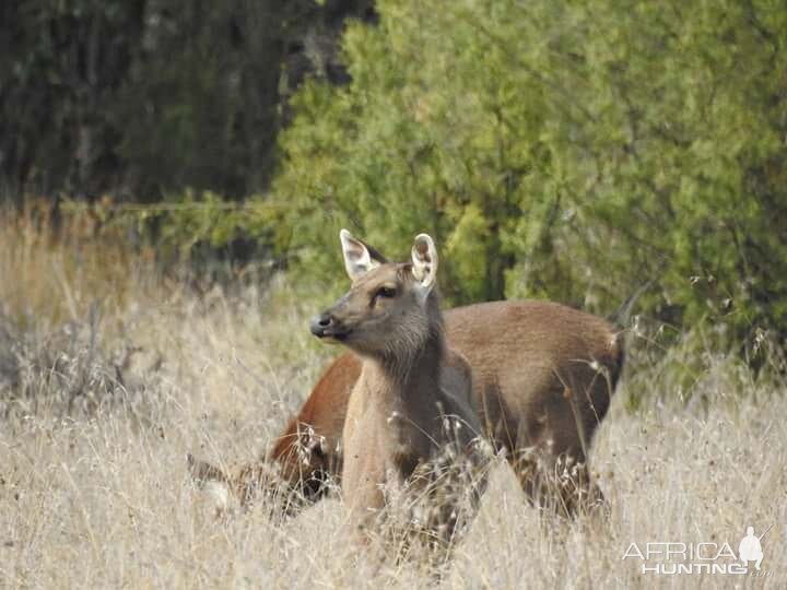 Sambar Deer