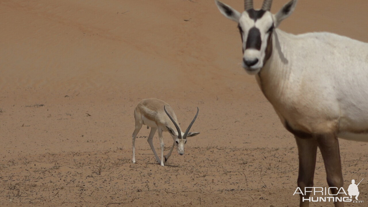 Sand Gazelle & Arabian Oryx United Arab Emirates