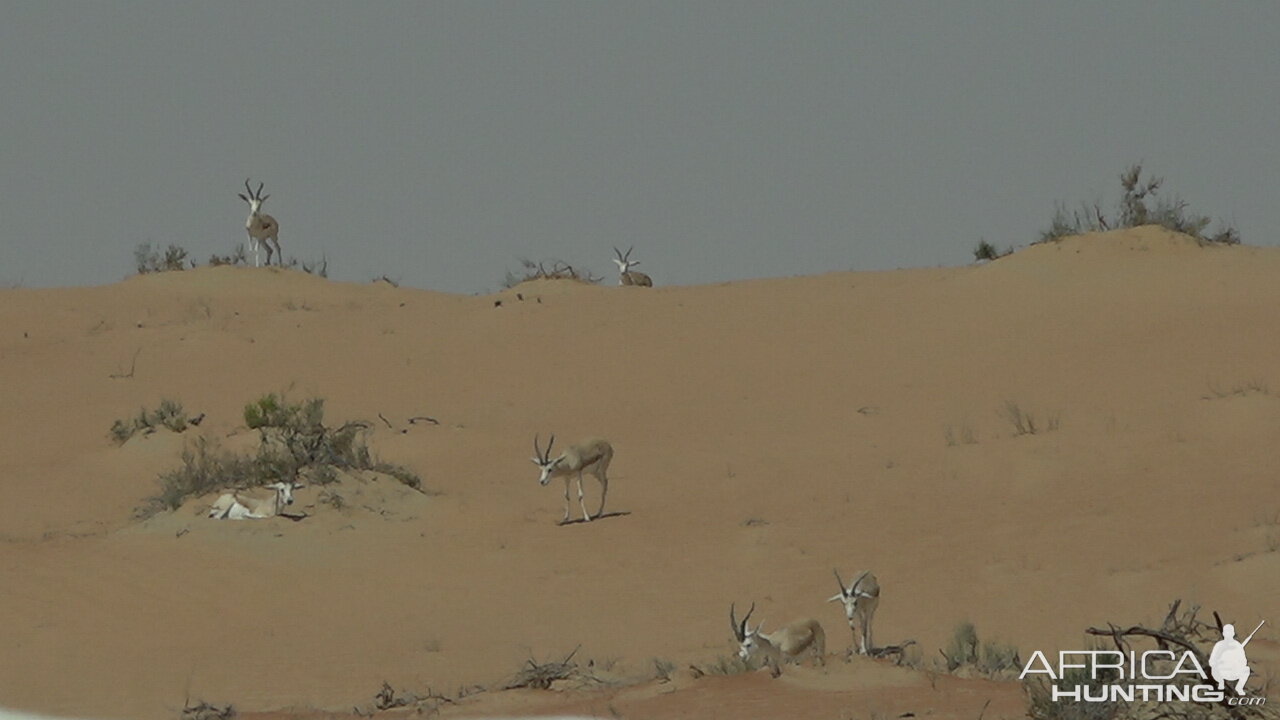 Sand Gazelle United Arab Emirates