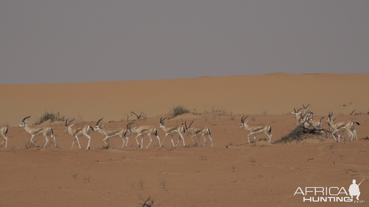 Sand Gazelle United Arab Emirates