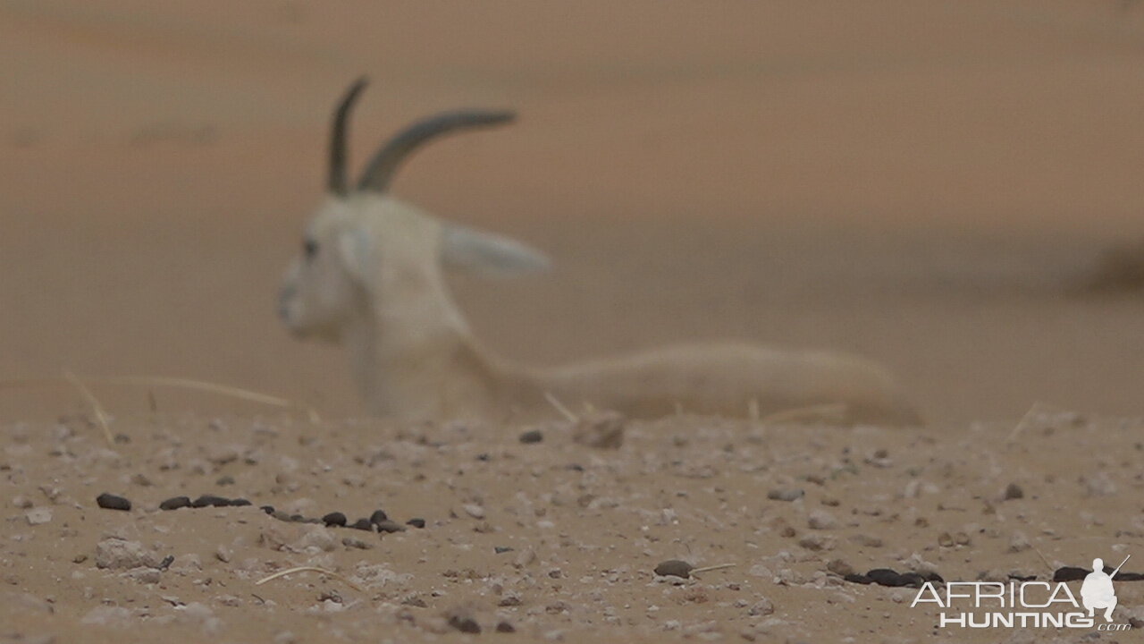 Sand Gazelle United Arab Emirates