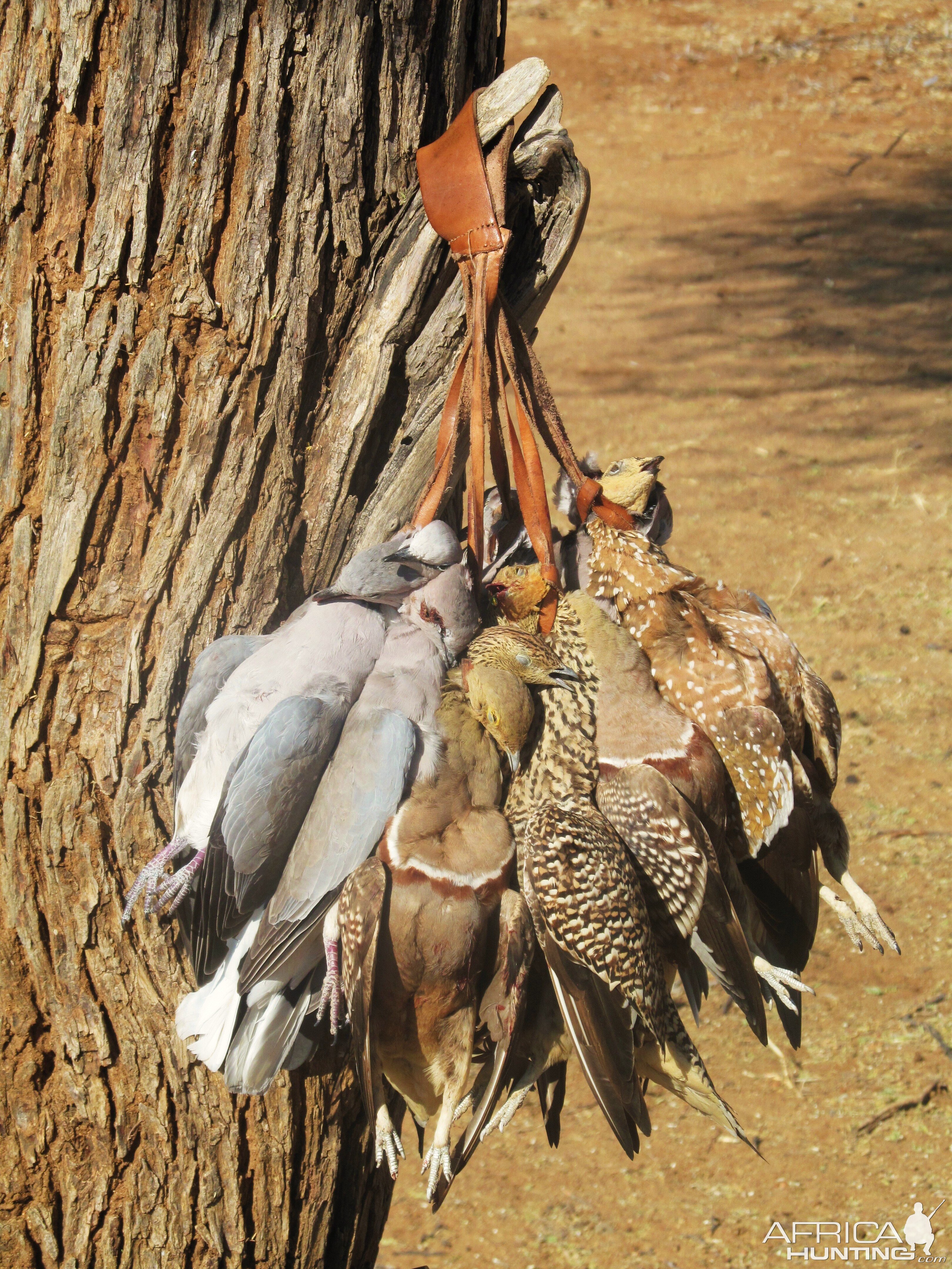 Sandgrouse & Dove Namibia