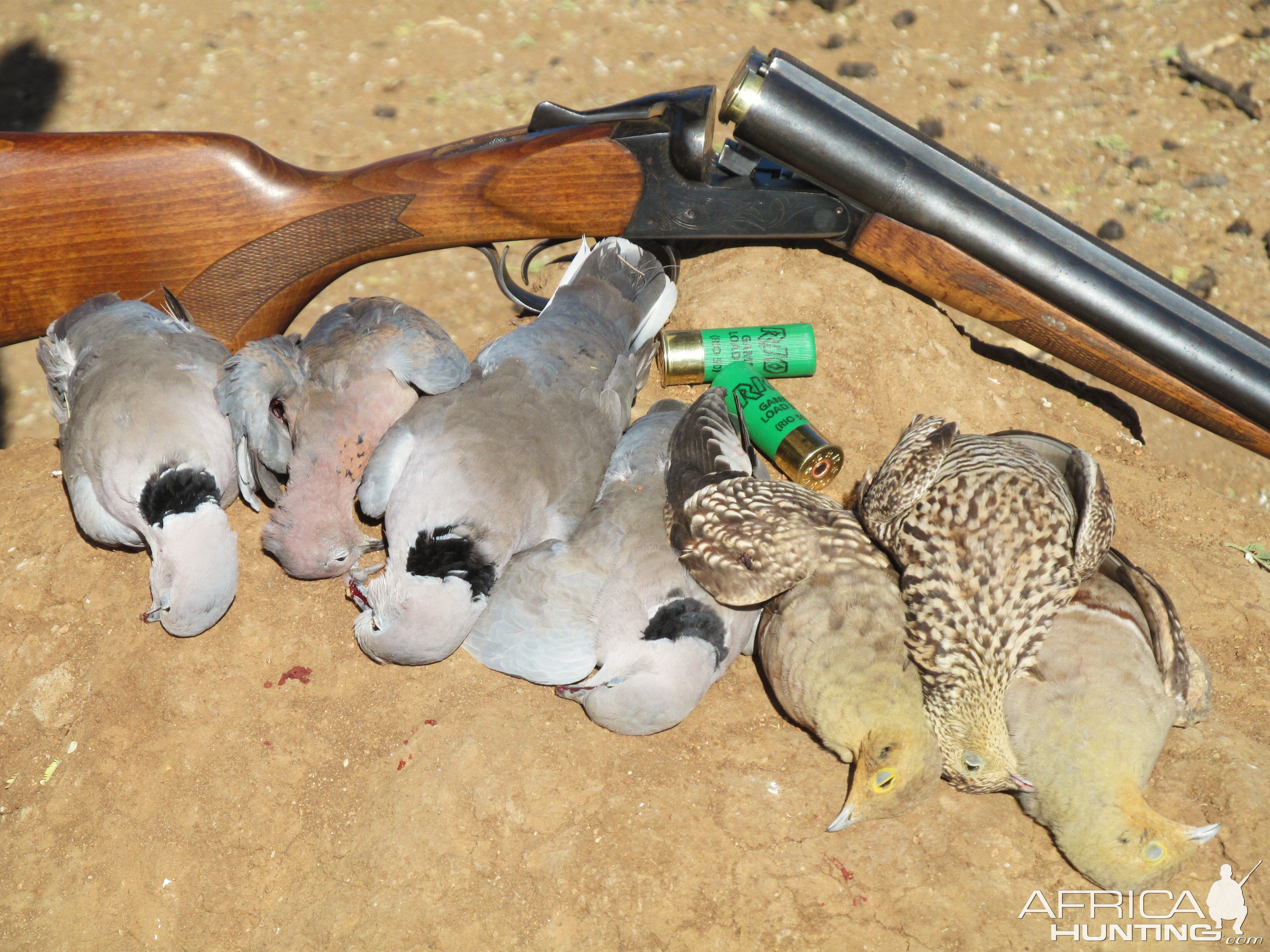 Sandgrouse & Dove Namibia