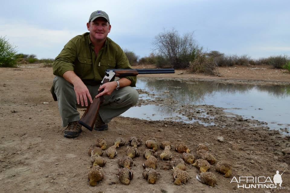 Sandgrouse Namibia Wing Shooting