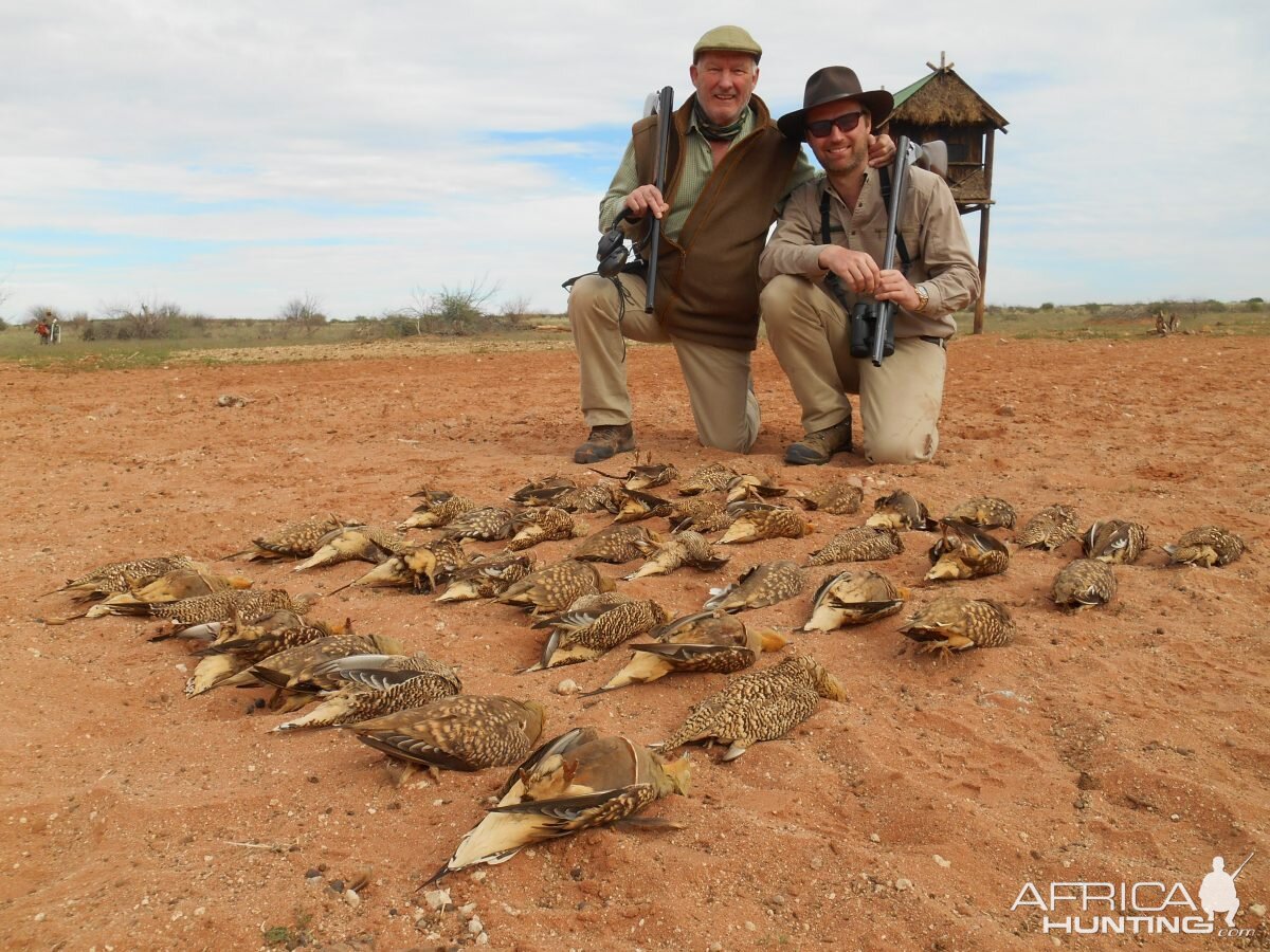 Sandgrouse South Africa