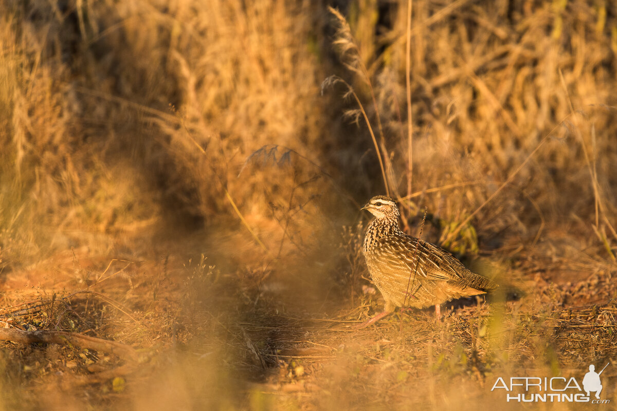 Sandgrouse South Africa