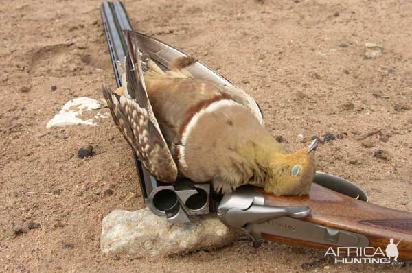 Sandgrouse Wing Shooting Namibia