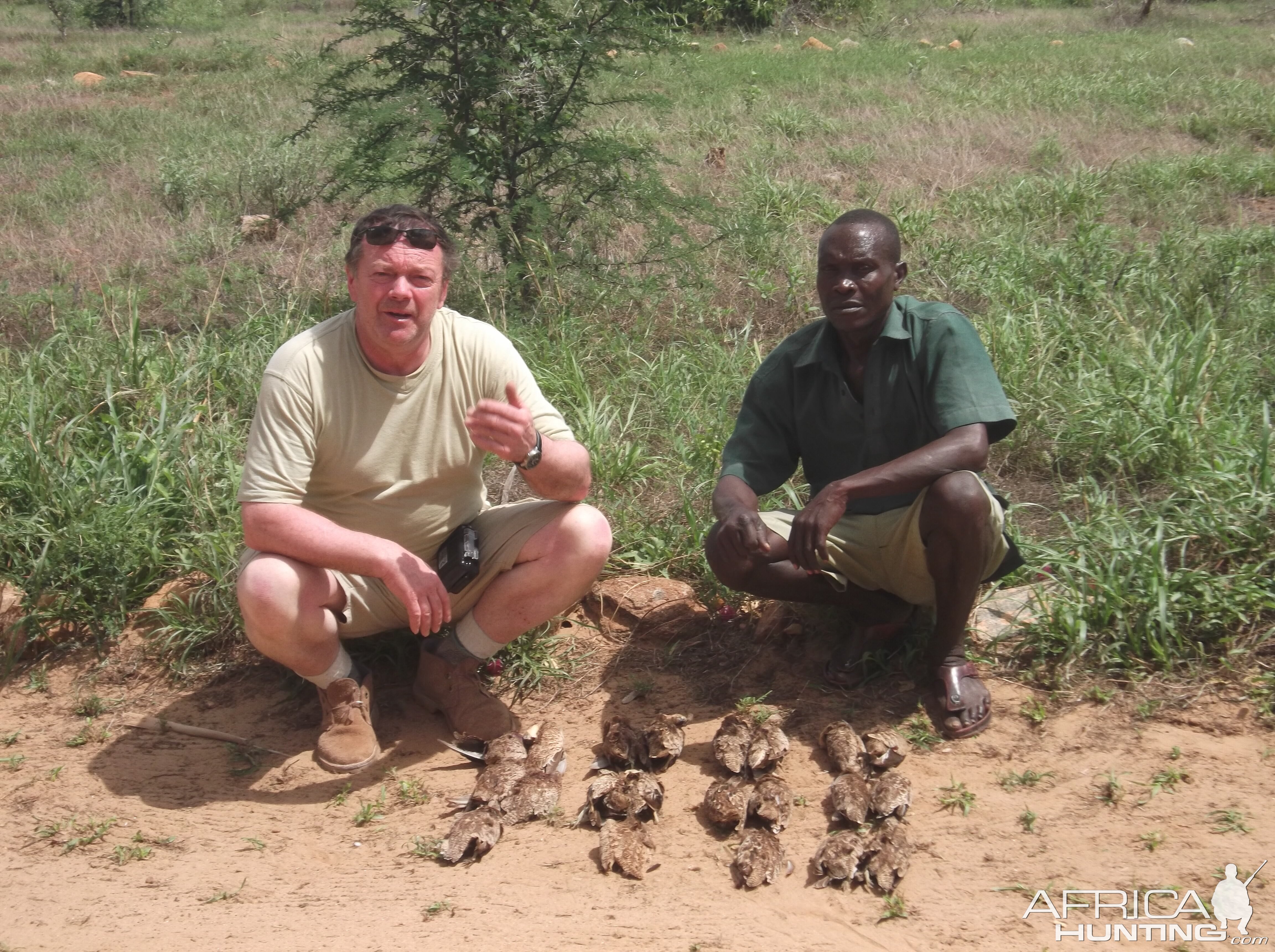 Sandgrouse