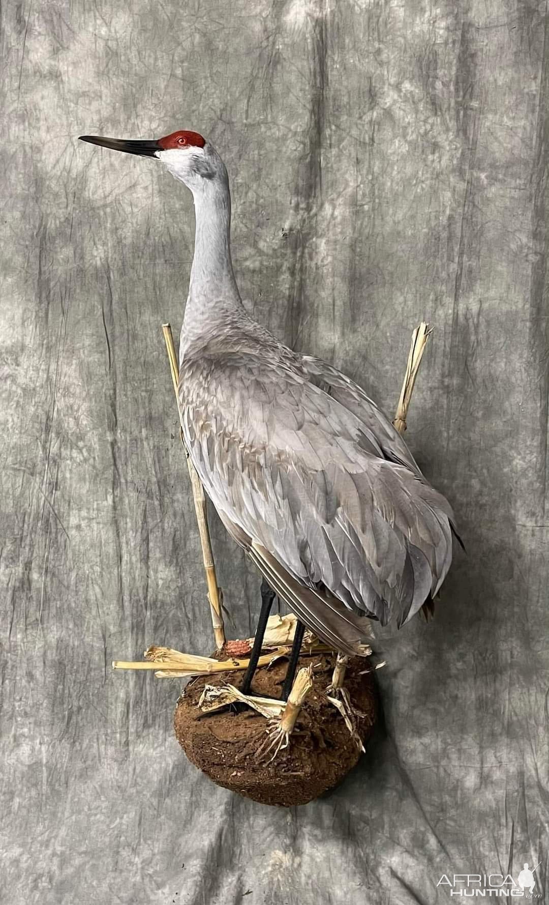 Sandhill Crane Full Mount Taxidermy