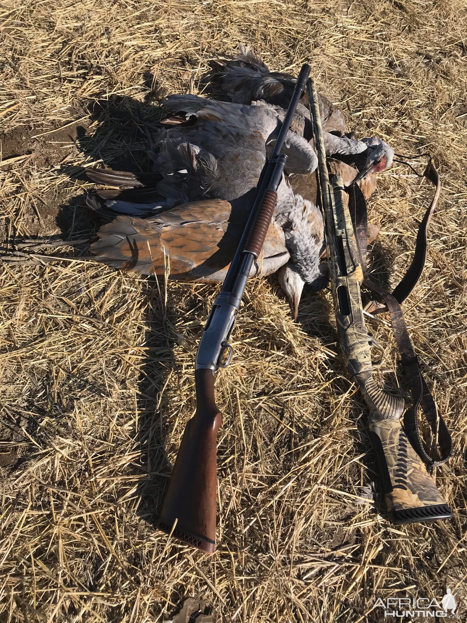 Sandhill Crane Hunting Alaska