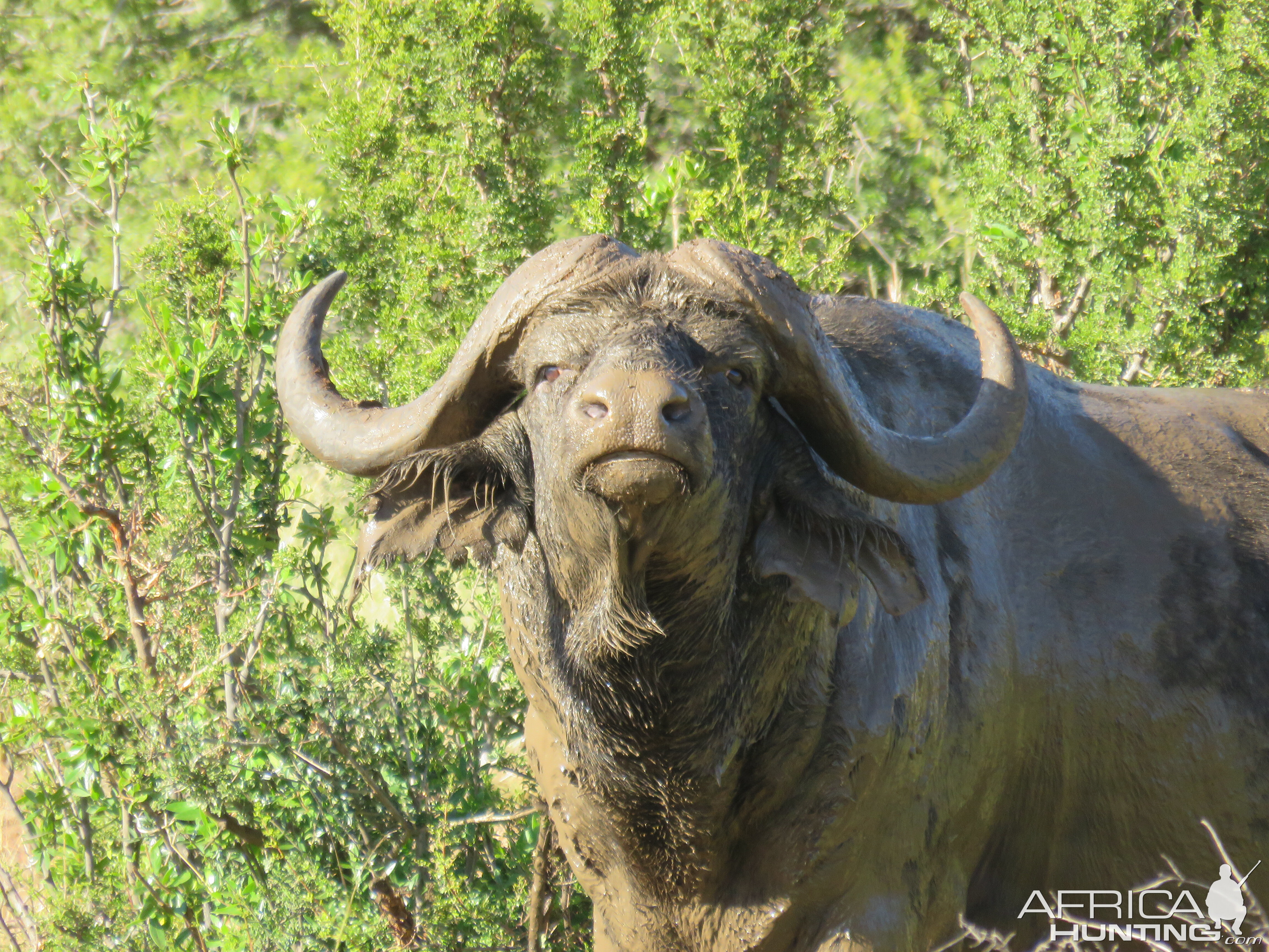 Sandymount Buffalo with attitude